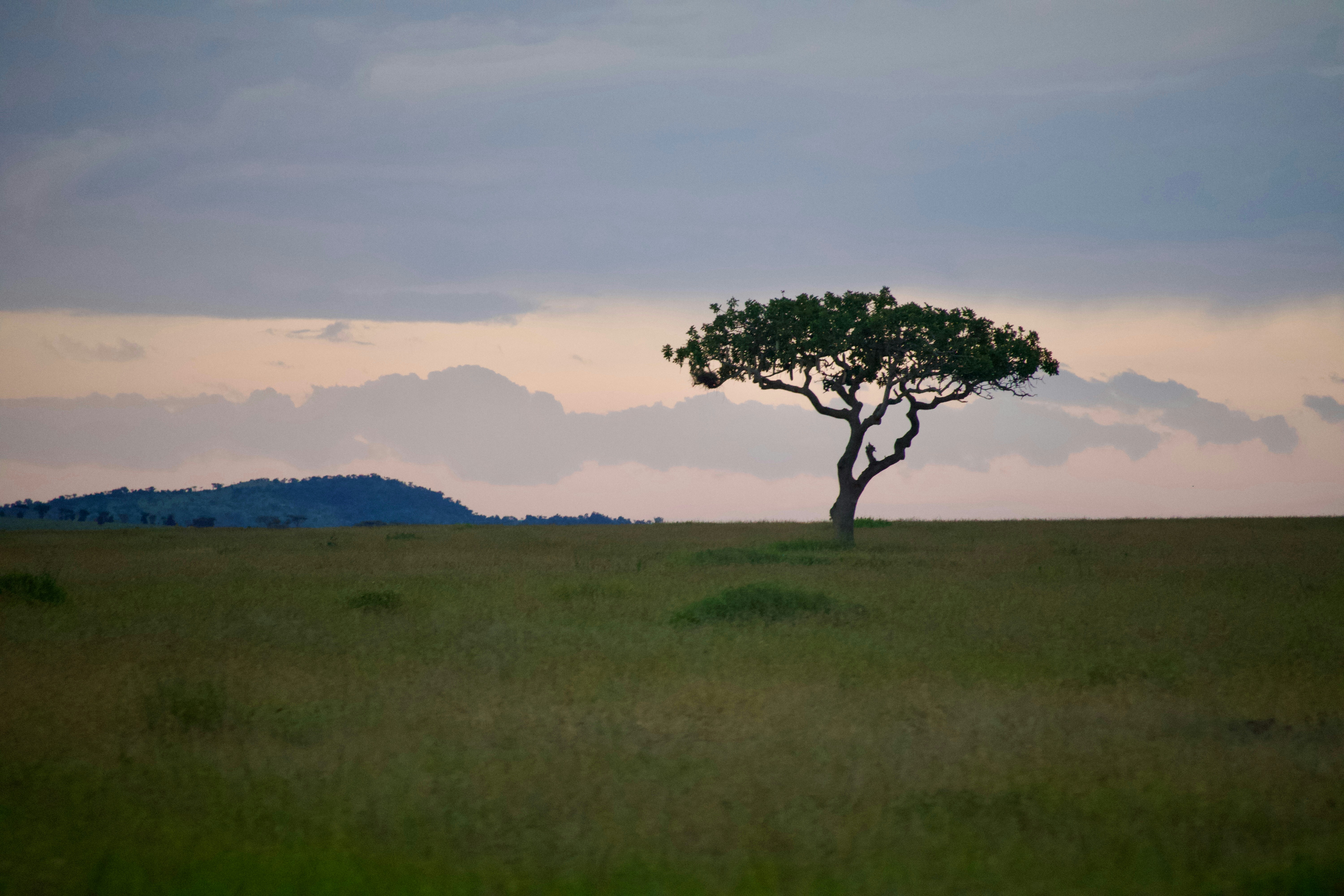 A lone tree in the middle of a field