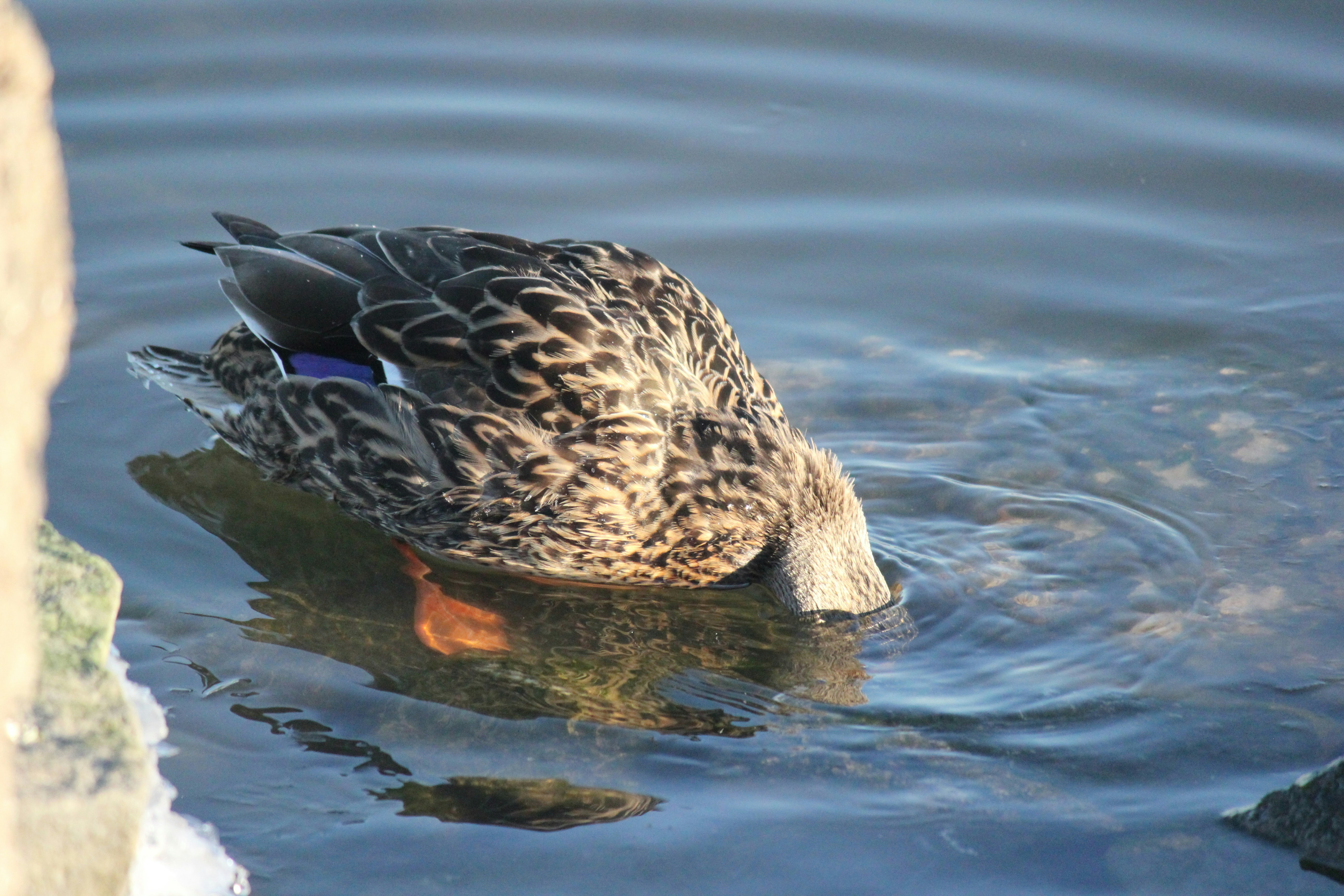 Photo by frolicsomefairy