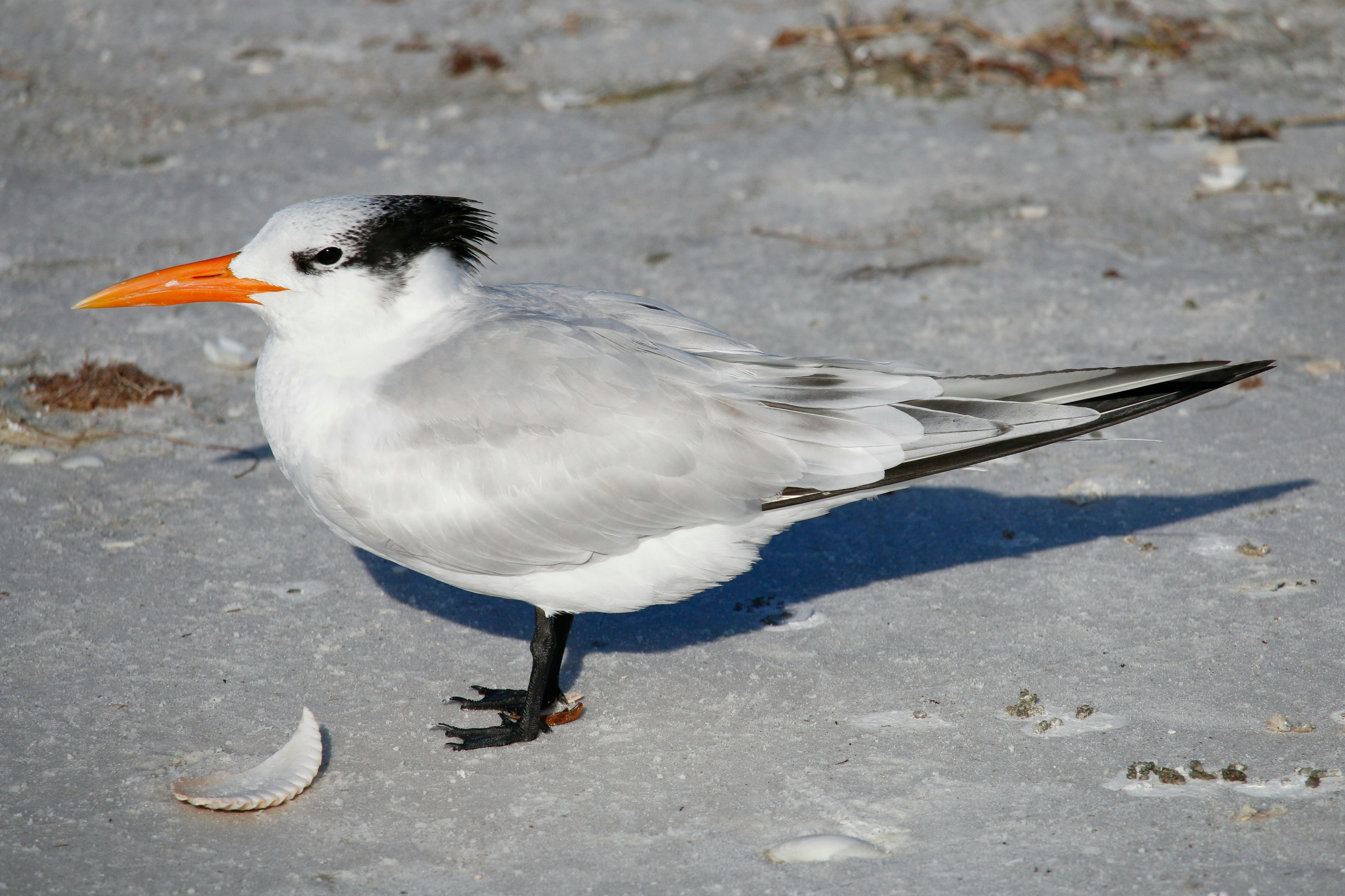 Photo by goldenplover31