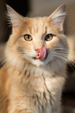 A cat with a tongue sticking out of it's mouth