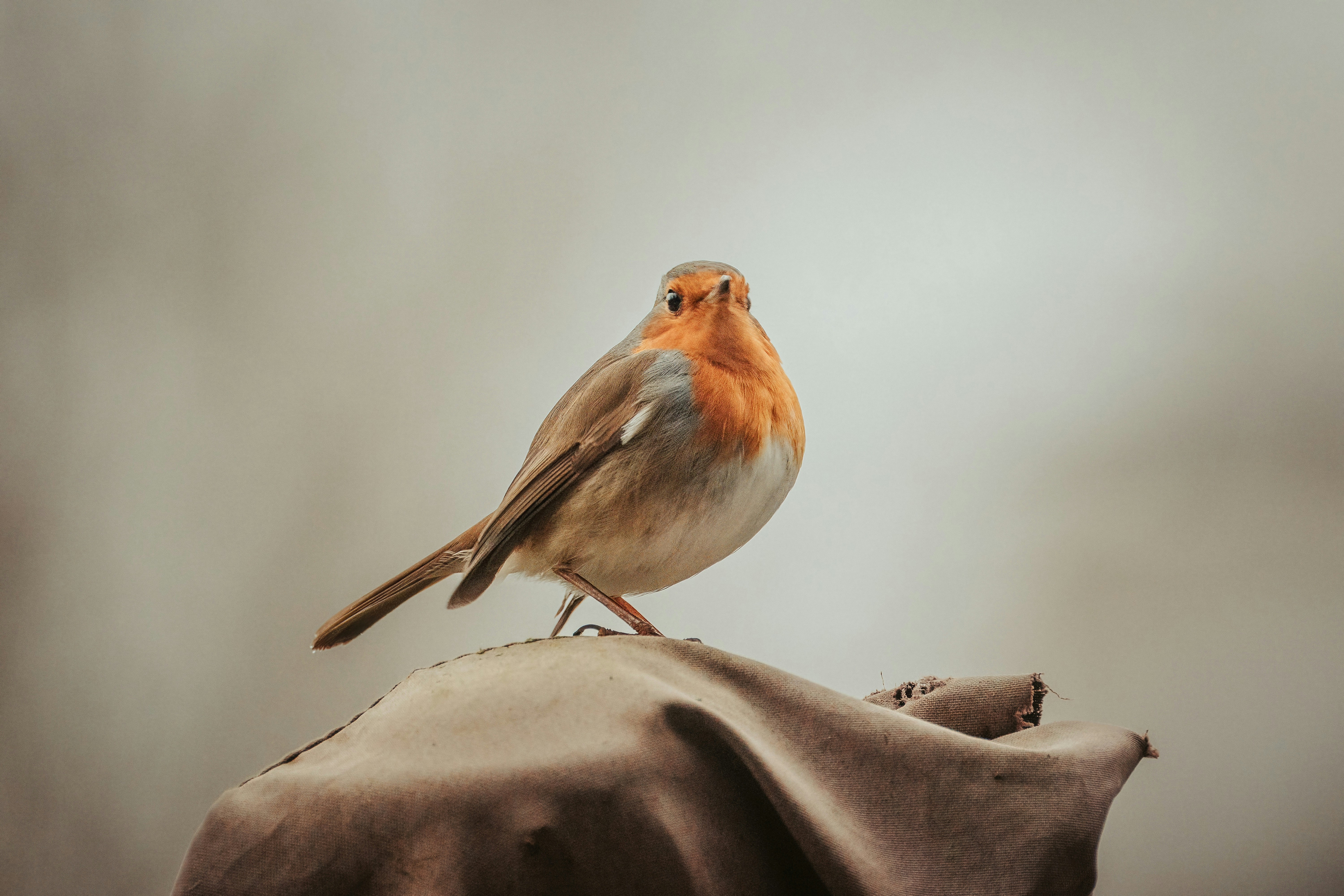 A small bird perched on top of a piece of cloth