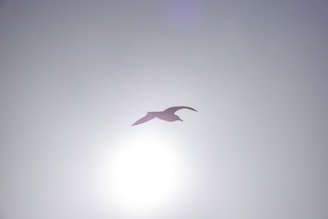 A bird flying in the sky with the sun in the background
