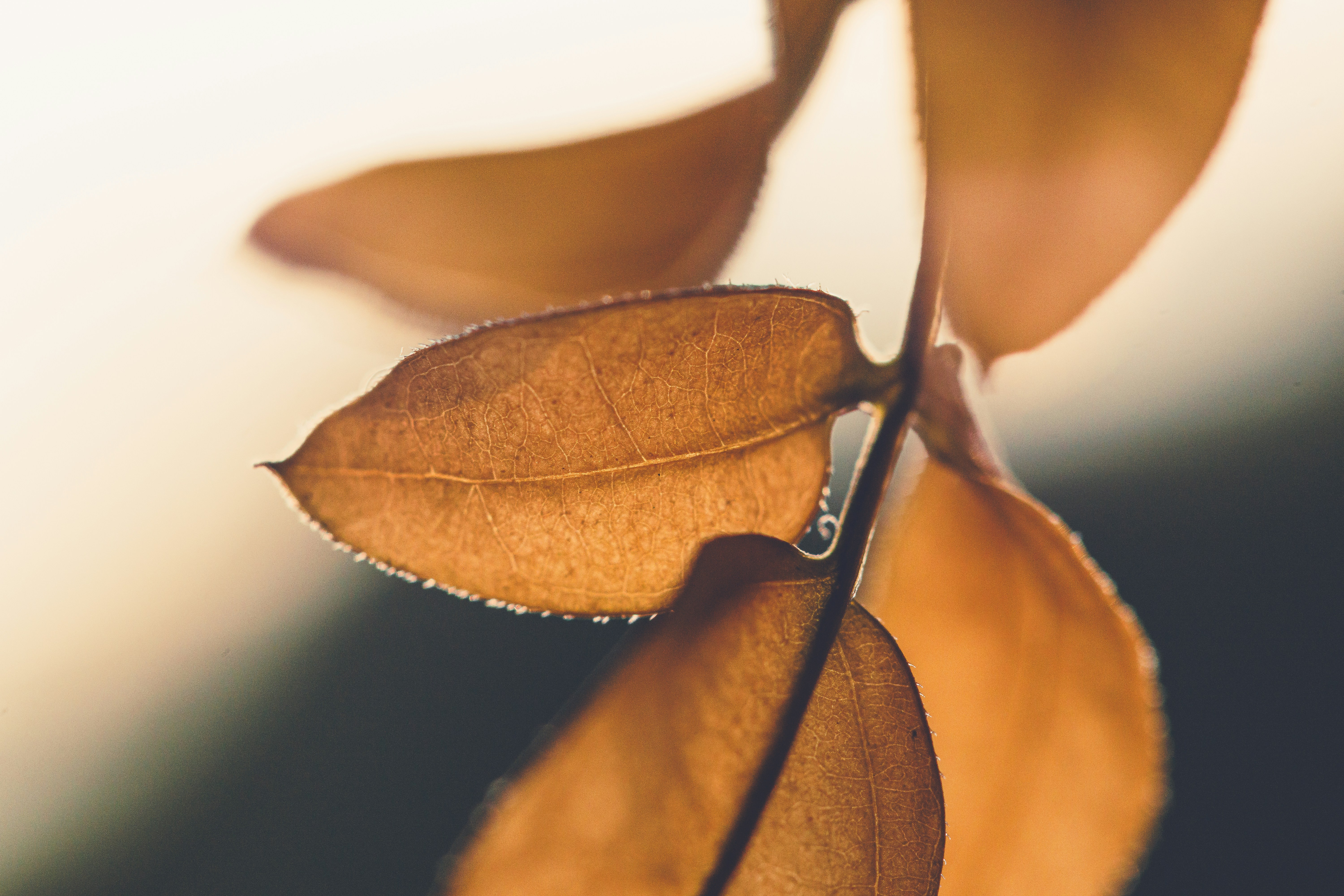 Photo by raedkasrawani