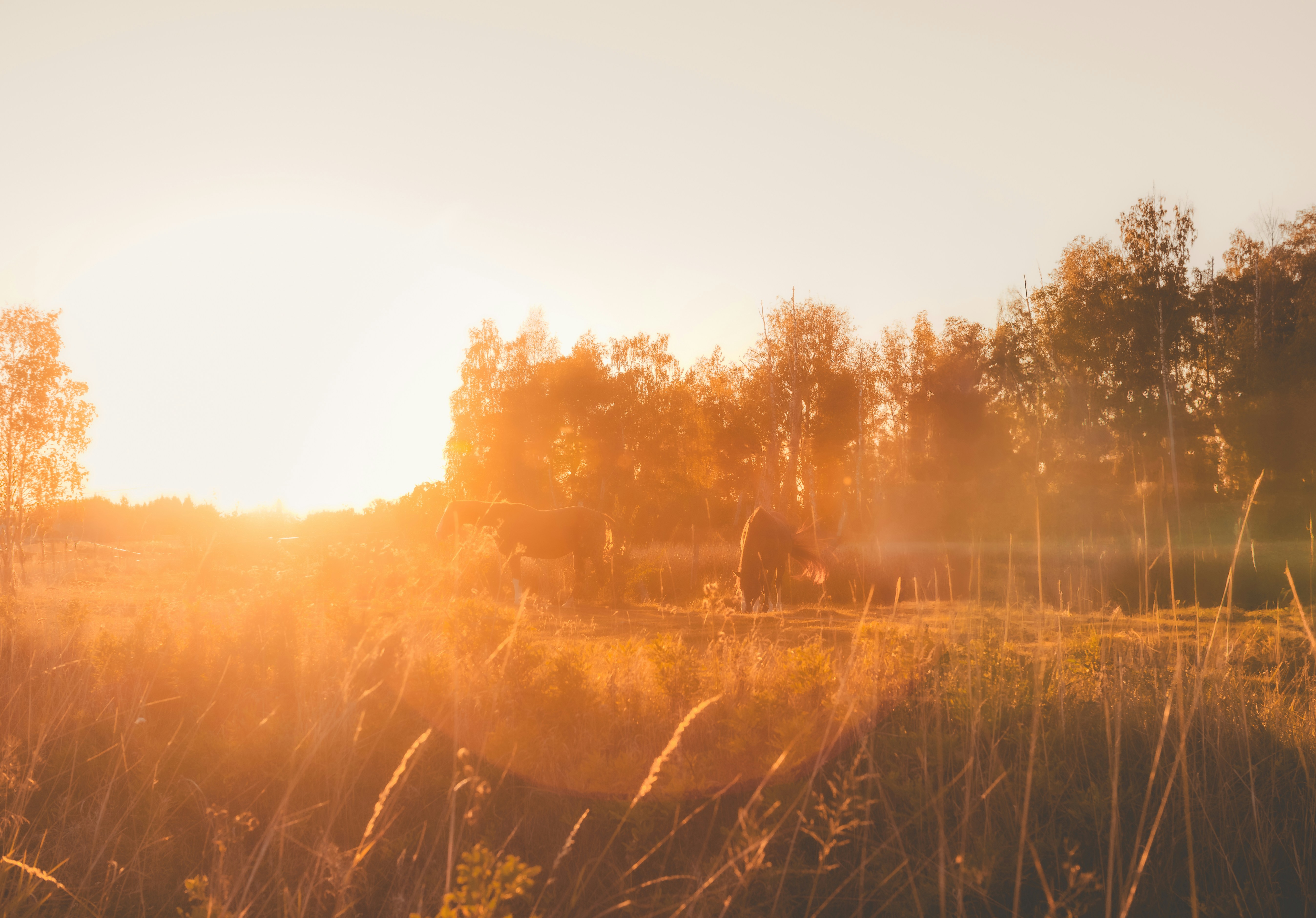 Photo by raedkasrawani