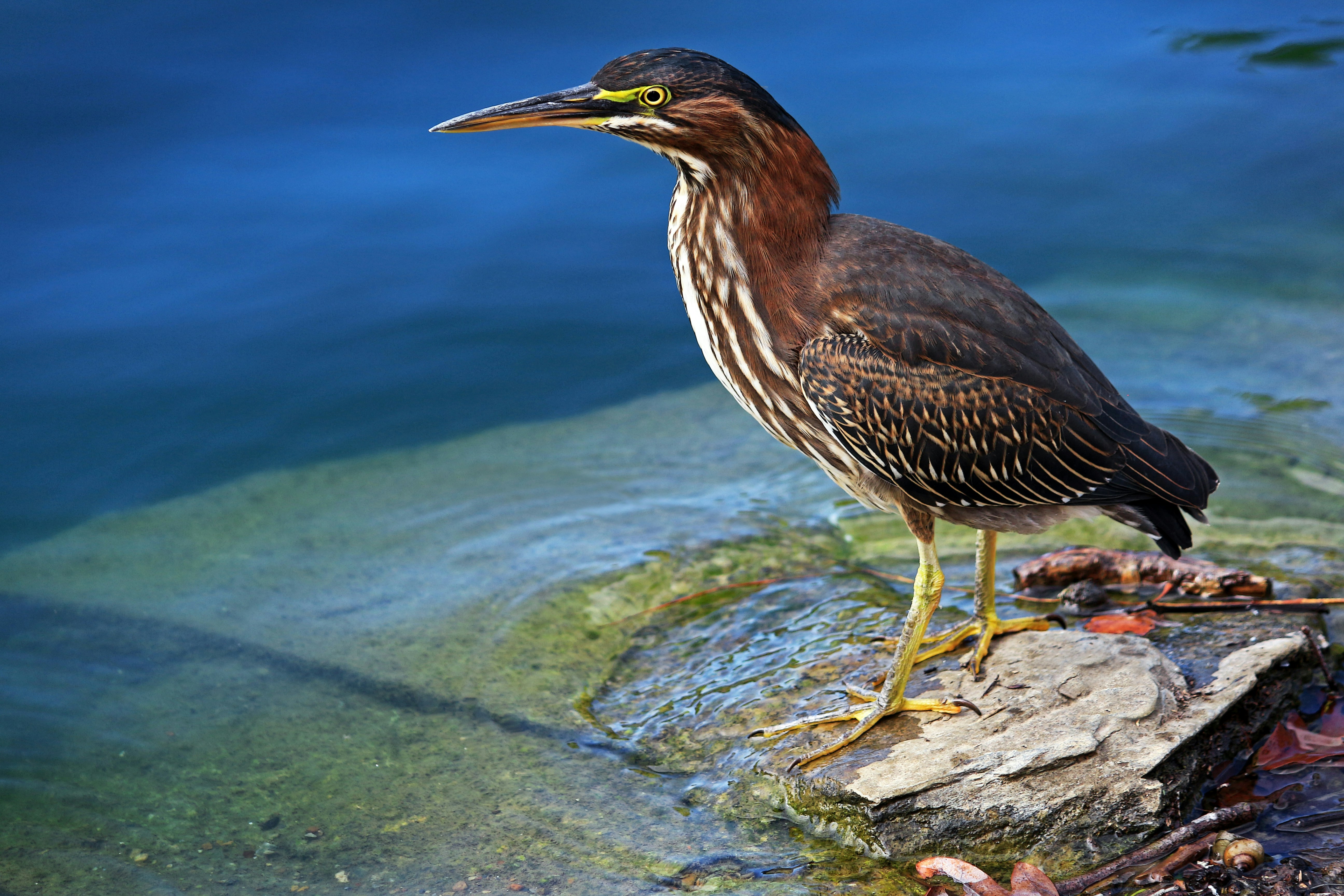 Photo by john_cardamone