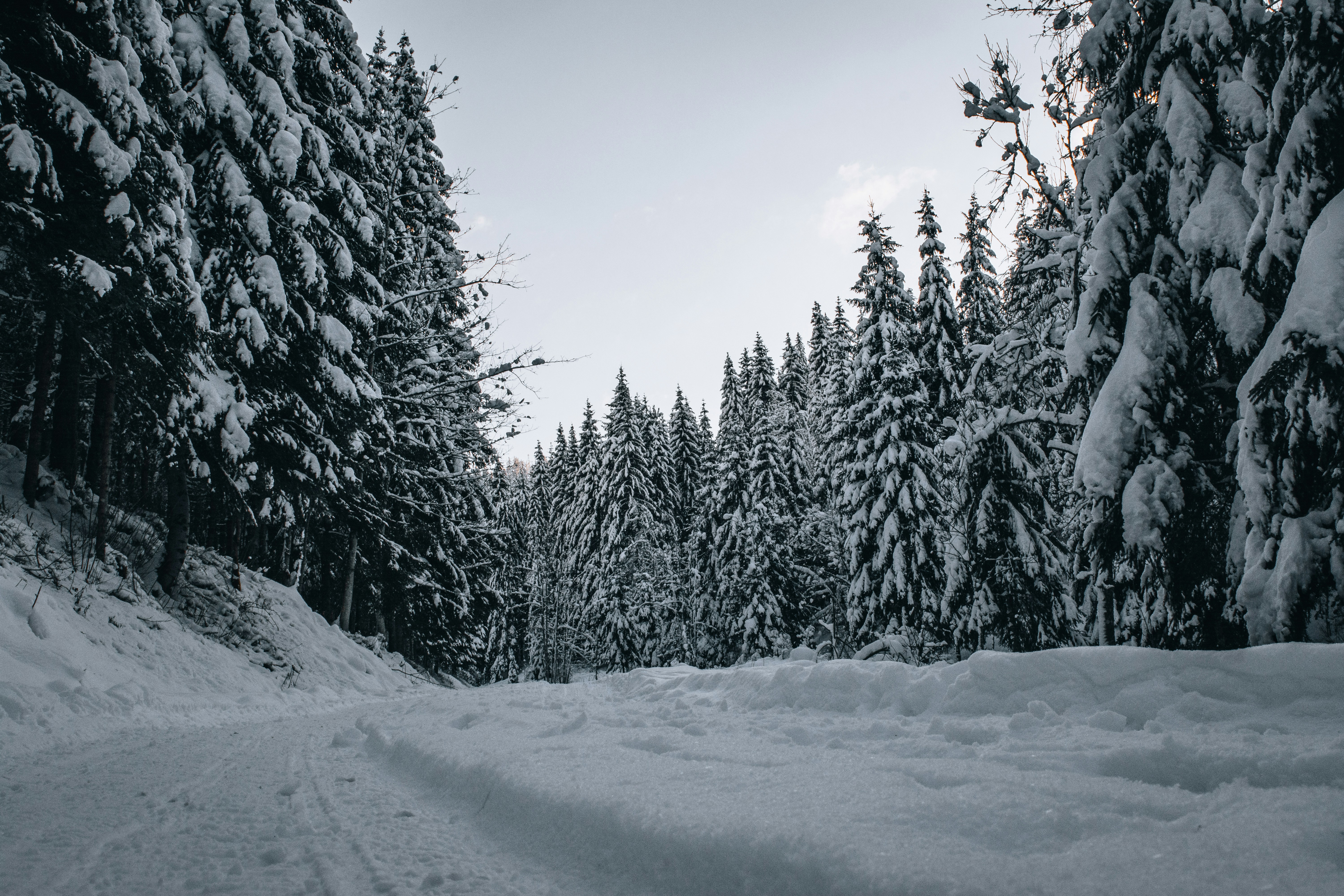 A serene winter landscape featuring a snow-covered forest path winding through towering evergreen trees. Their branches, heavy with fresh snow, create a quiet, untouched atmosphere under a pale, overcast sky.