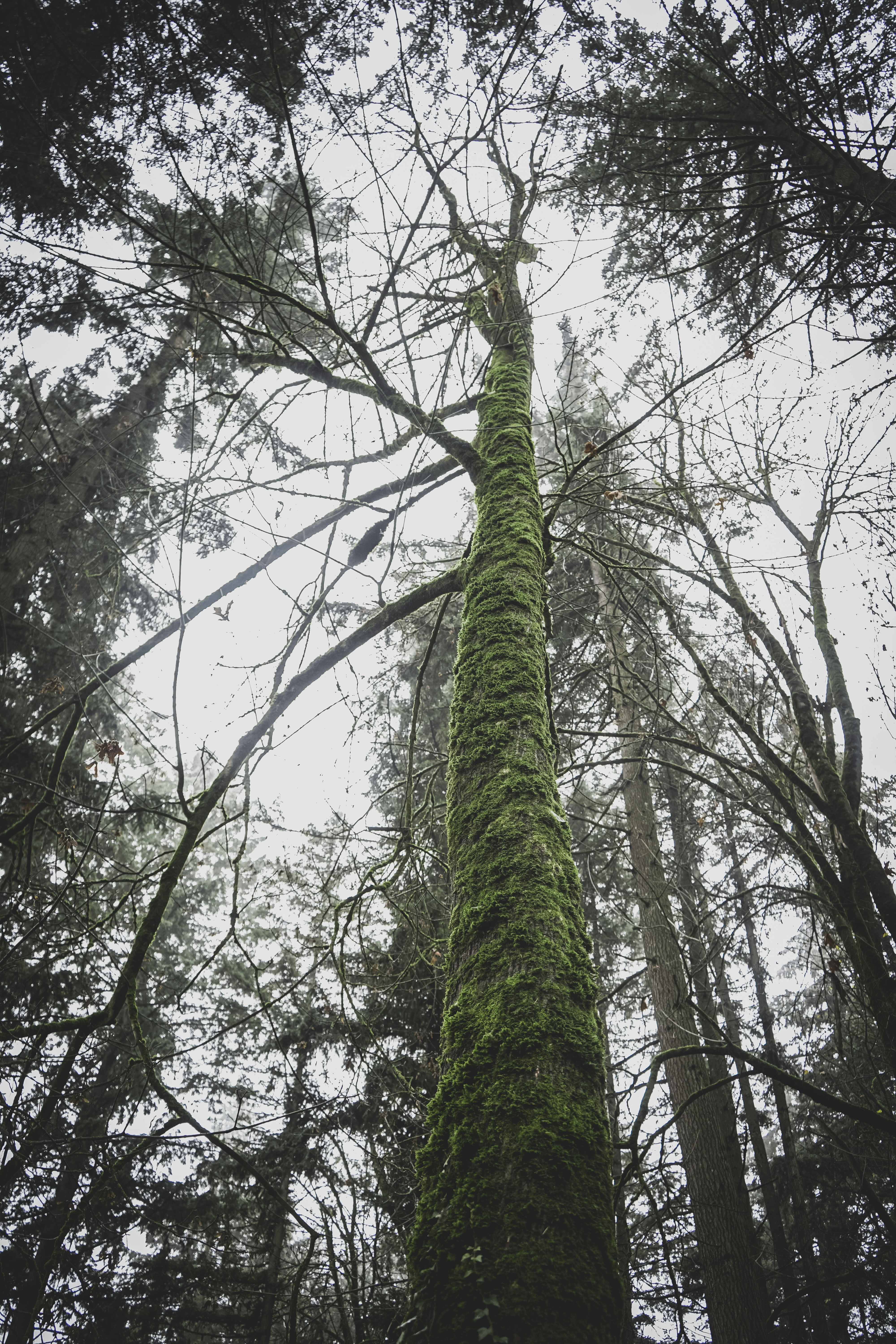 Uma árvore alta coberta de musgo em uma floresta