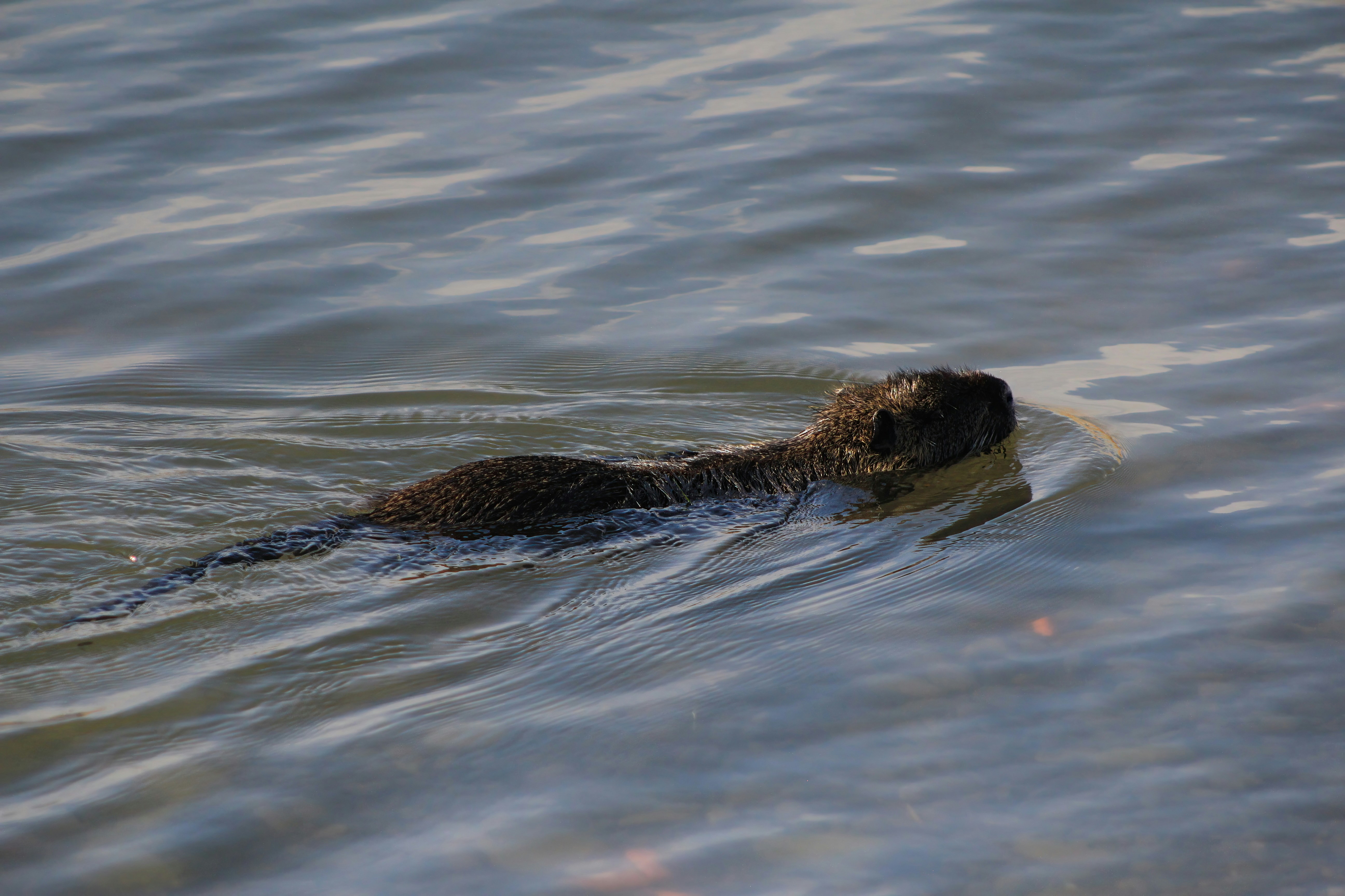 Photo by stepan_konev