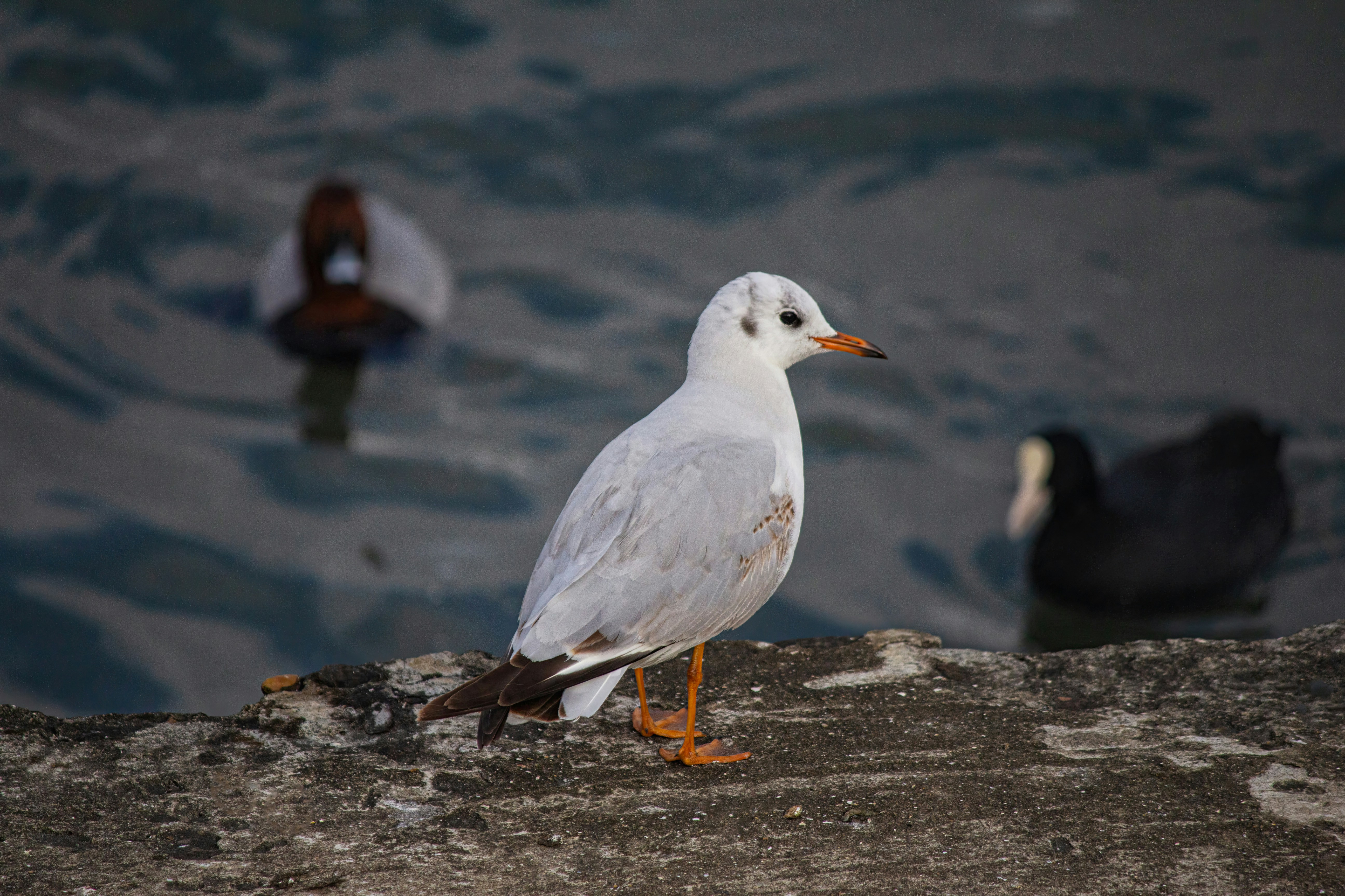 Photo by stepan_konev