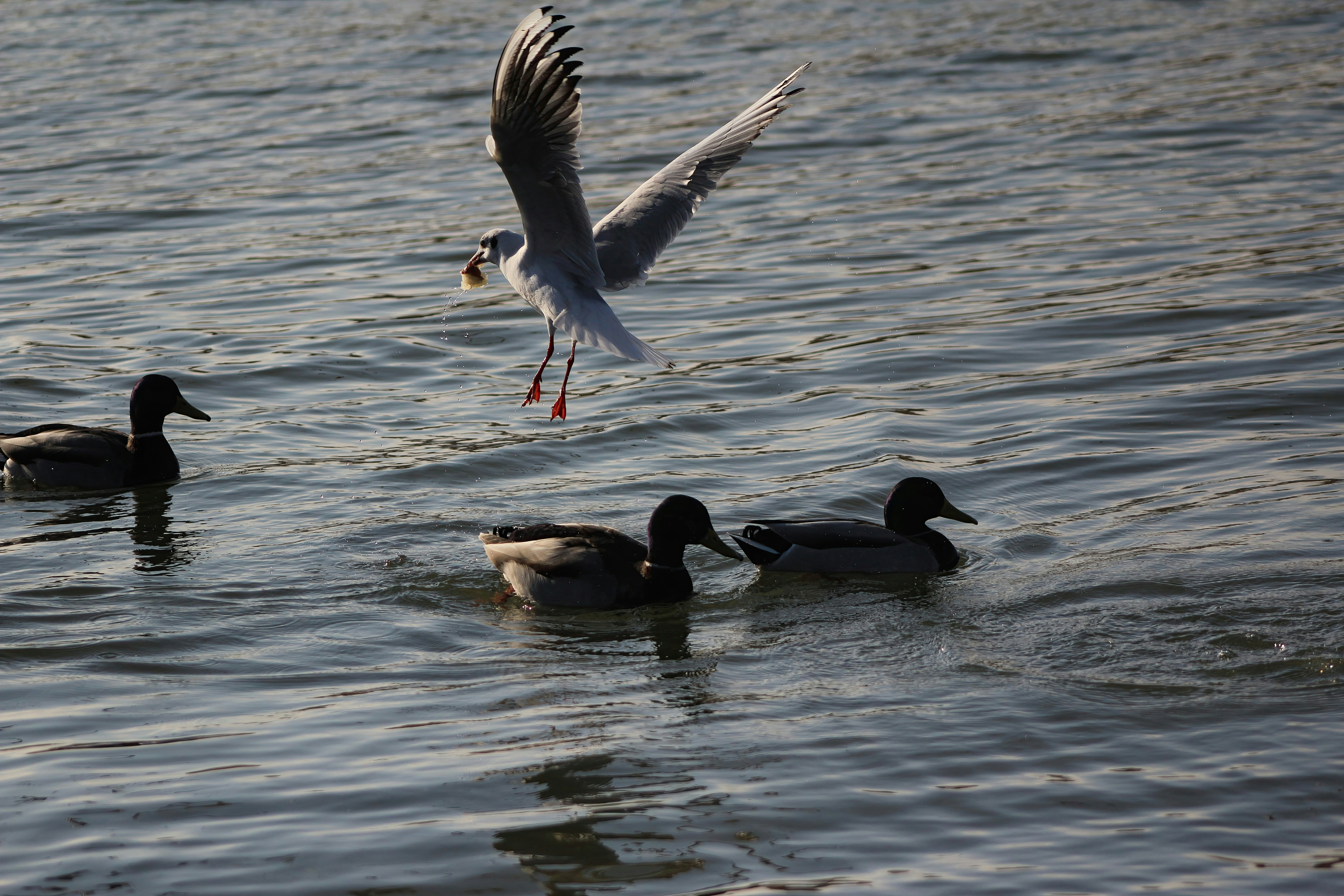 Photo by stepan_konev