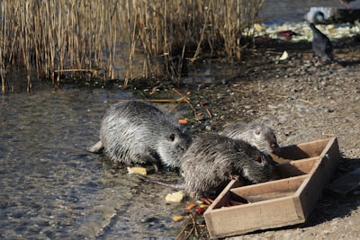 A couple of animals that are in some water