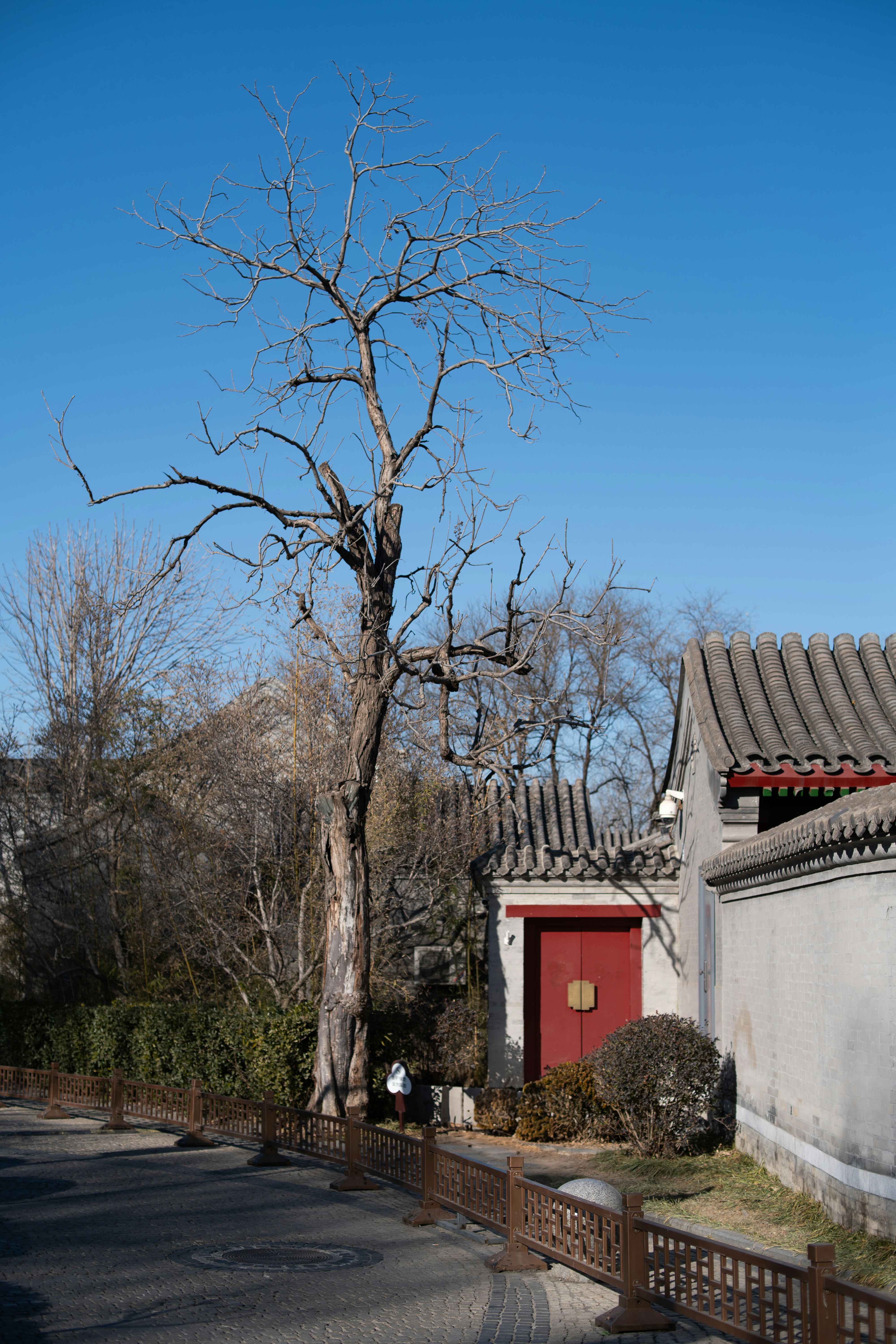 A tree in front of a building with a red door