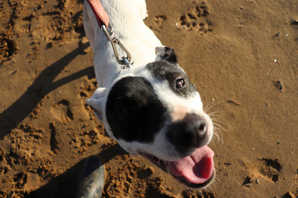 A black and white dog on a leash on a beach