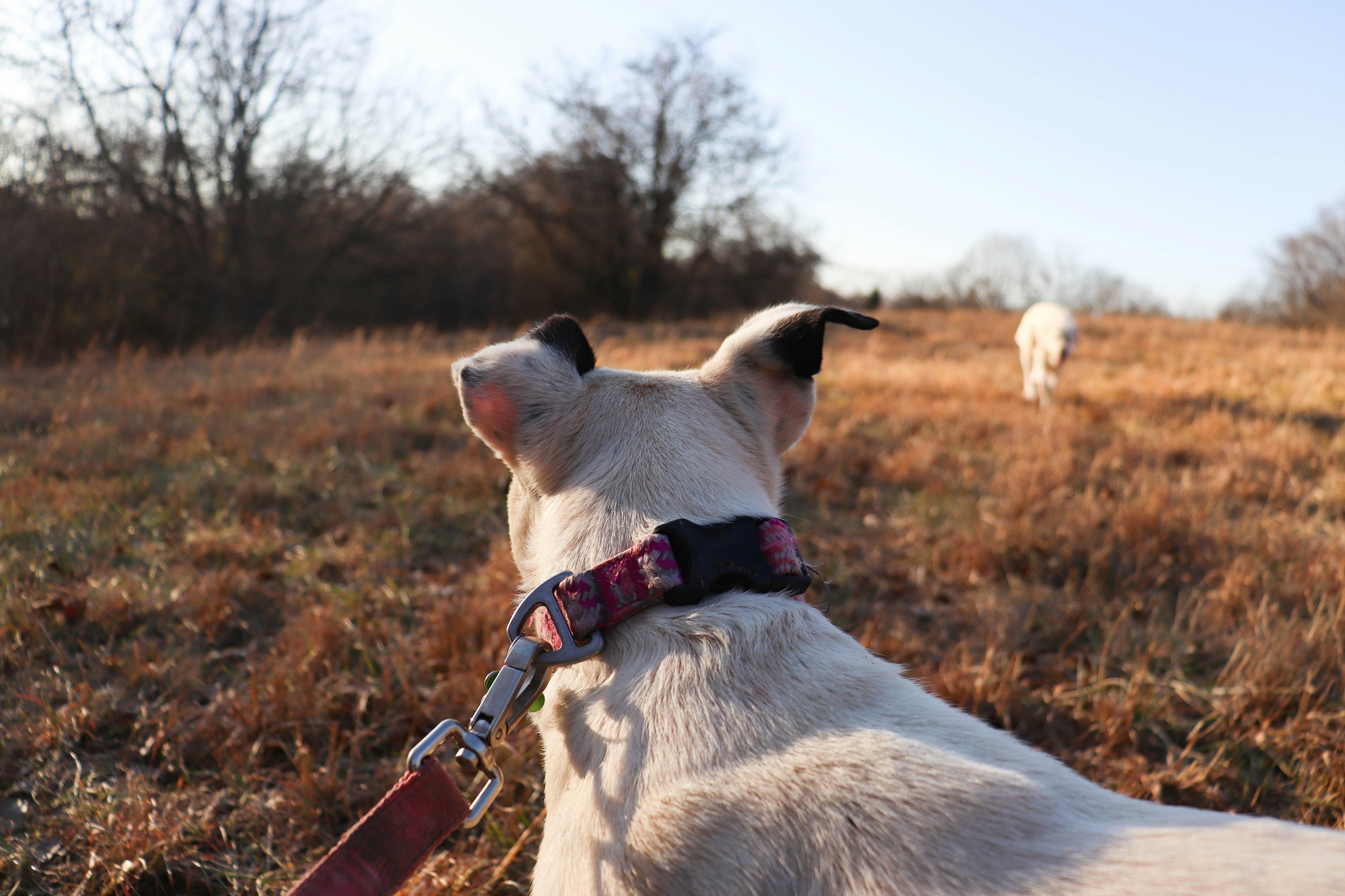 Ein weißer Hund mit roter Leine auf einem Feld