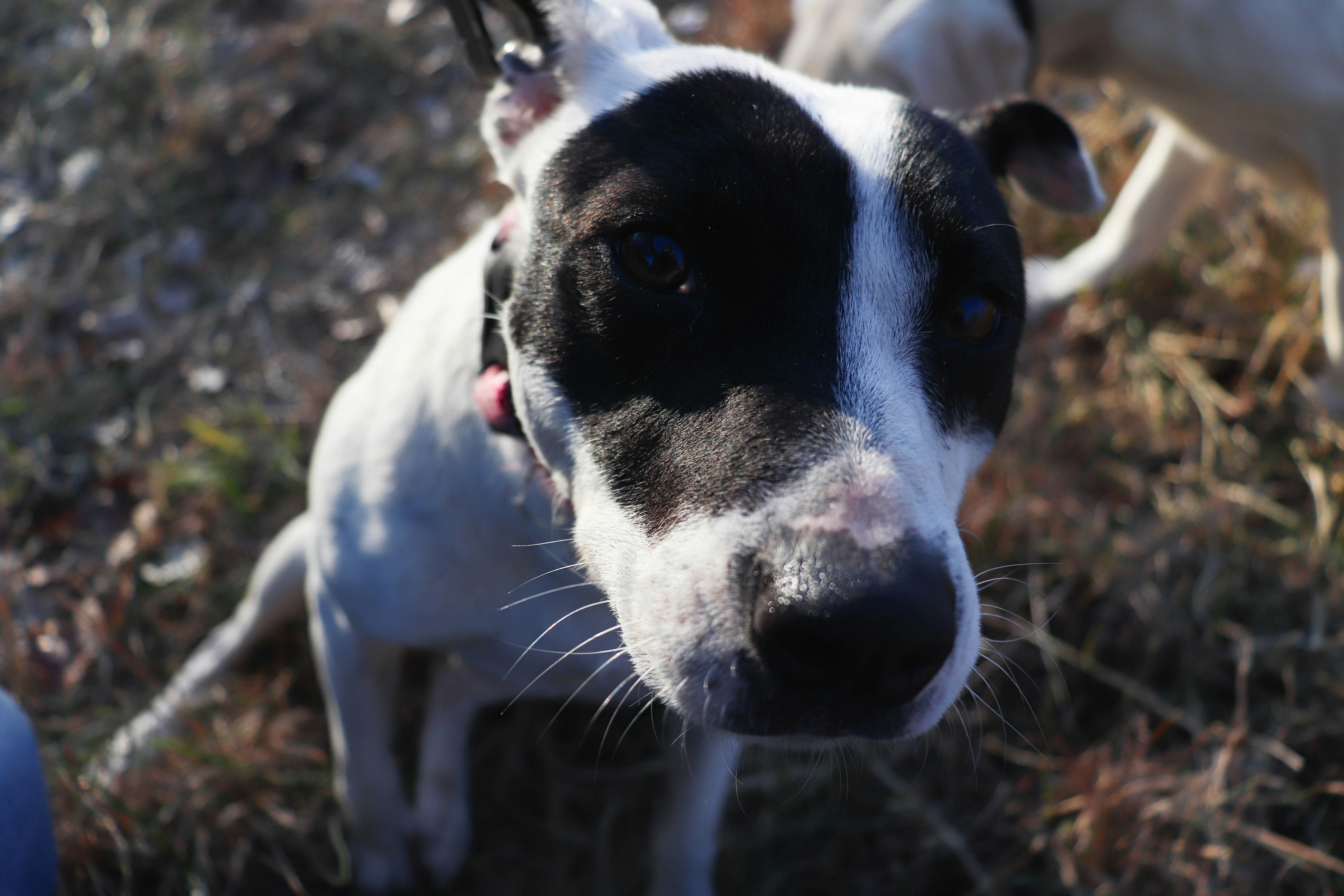 Closeup dog adoption