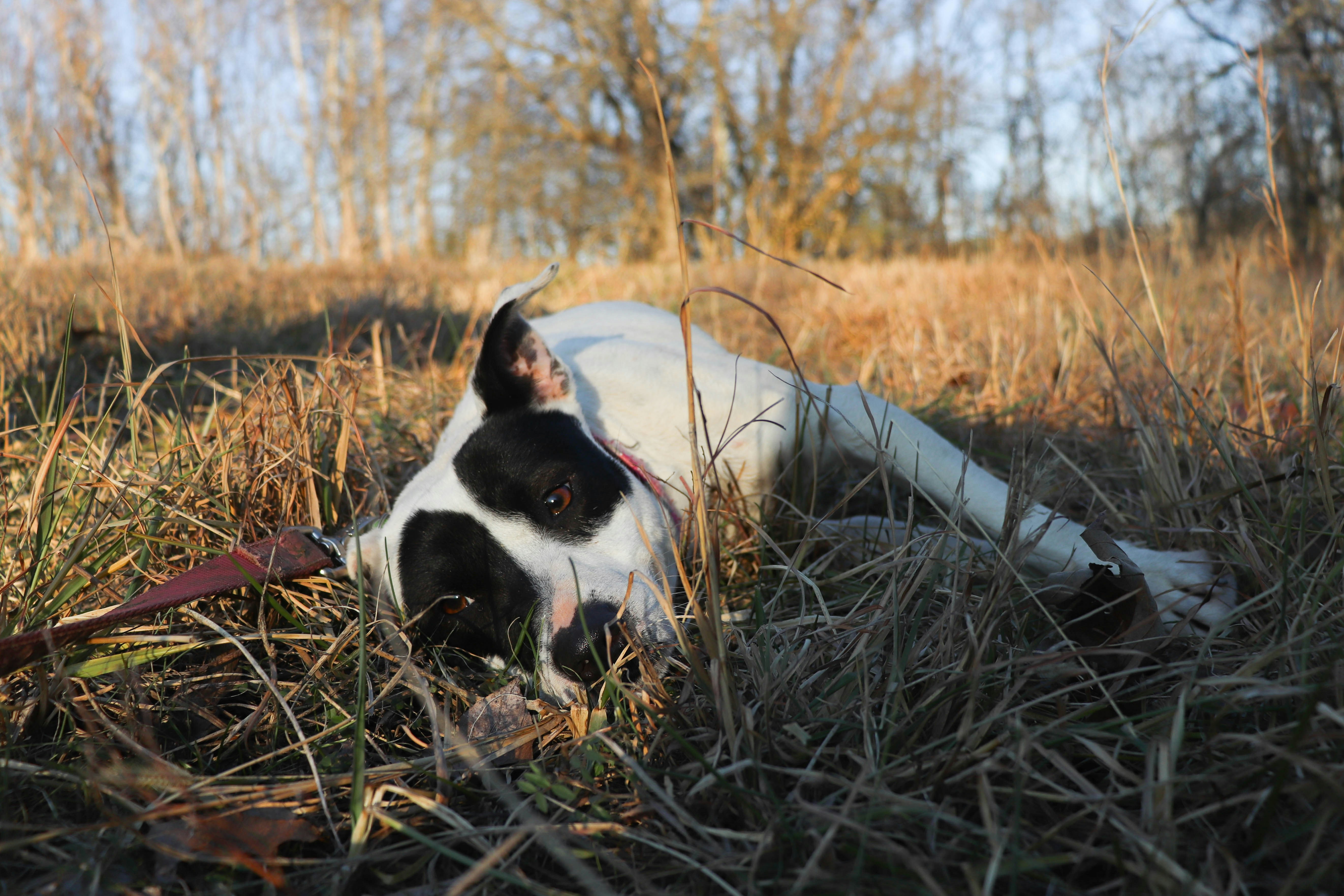A black and white dog laying on top of a grass covered field