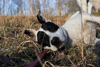 A black and white dog laying on top of a grass covered field