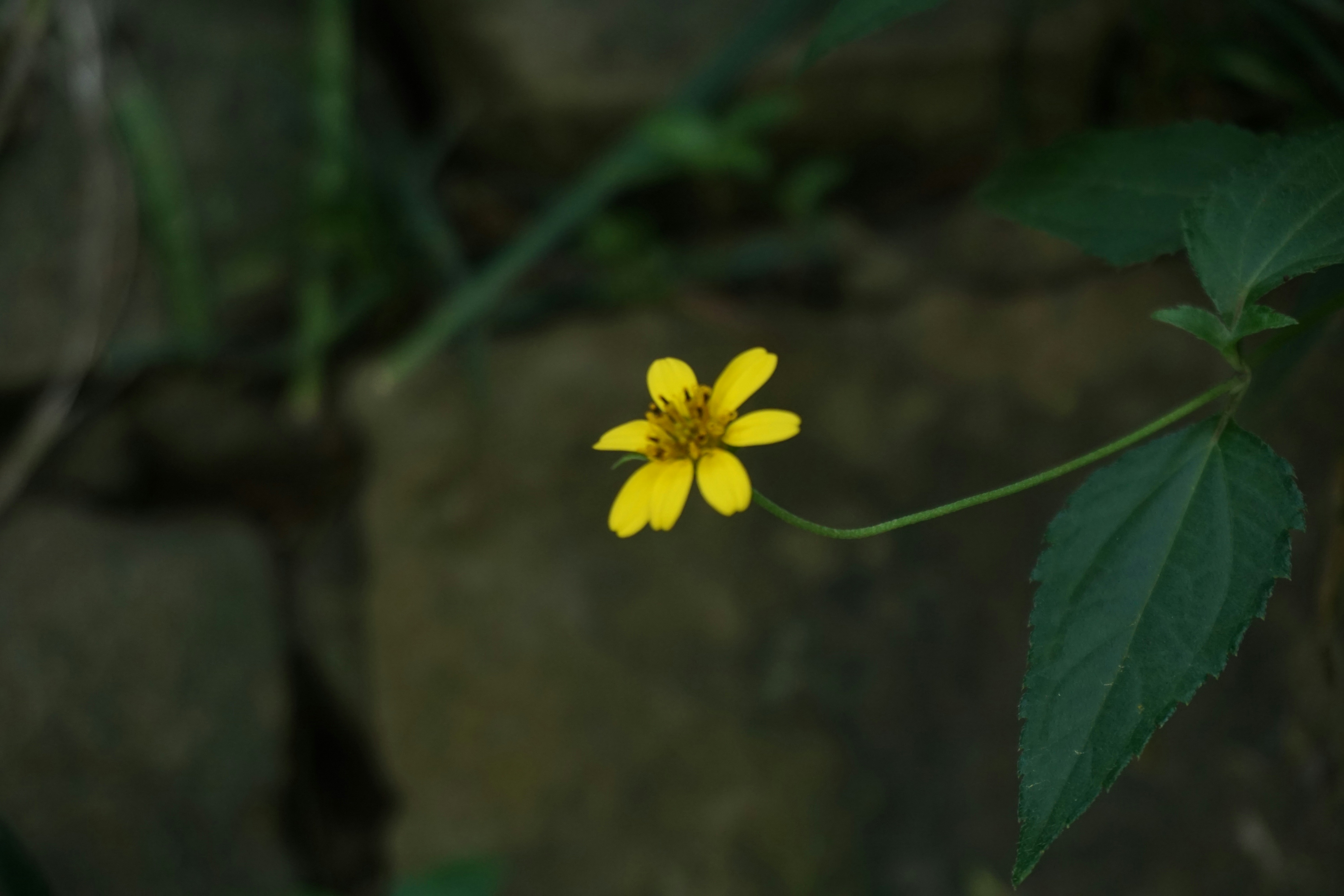 Photo by dhimashr