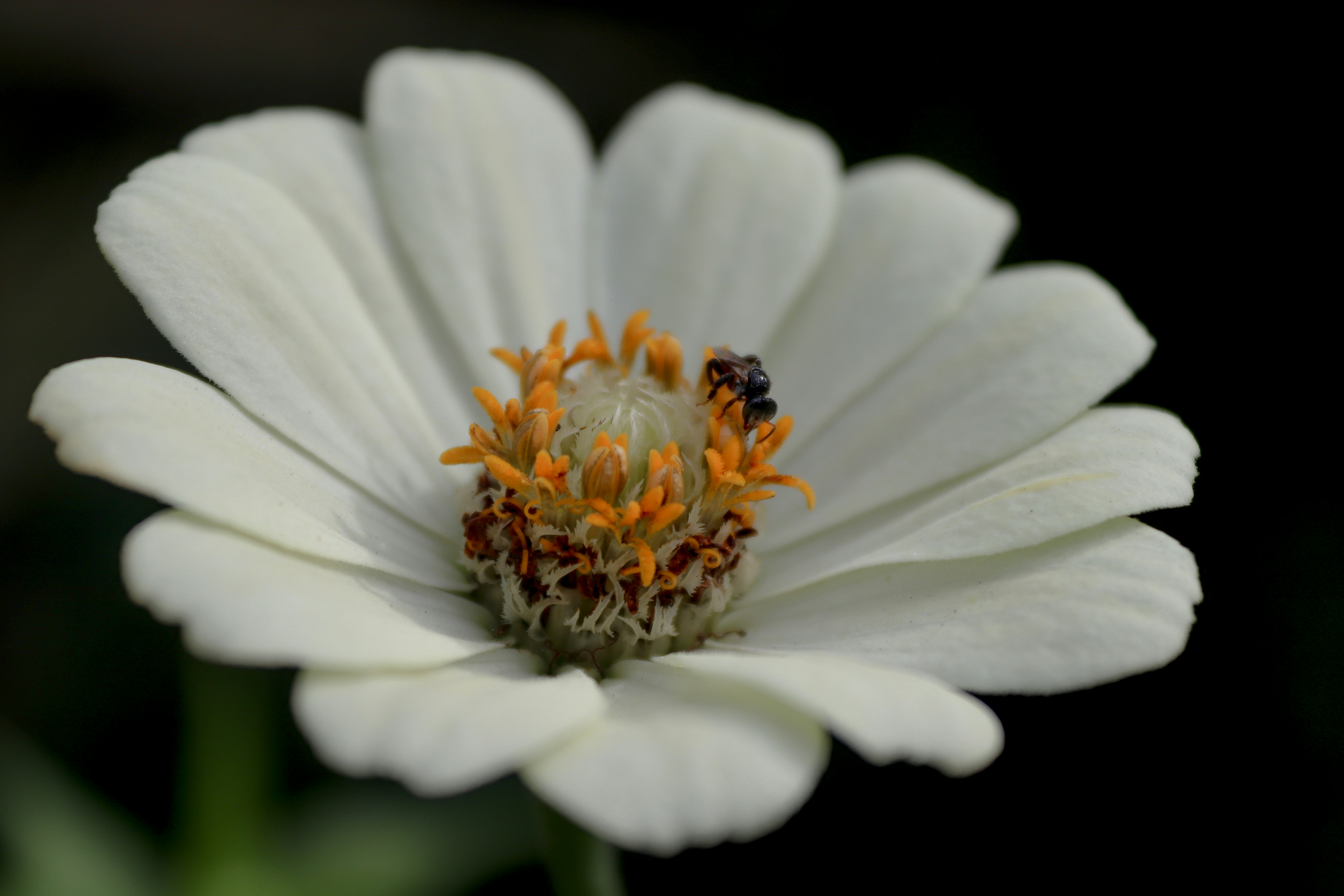 Photo by dian_tindaon