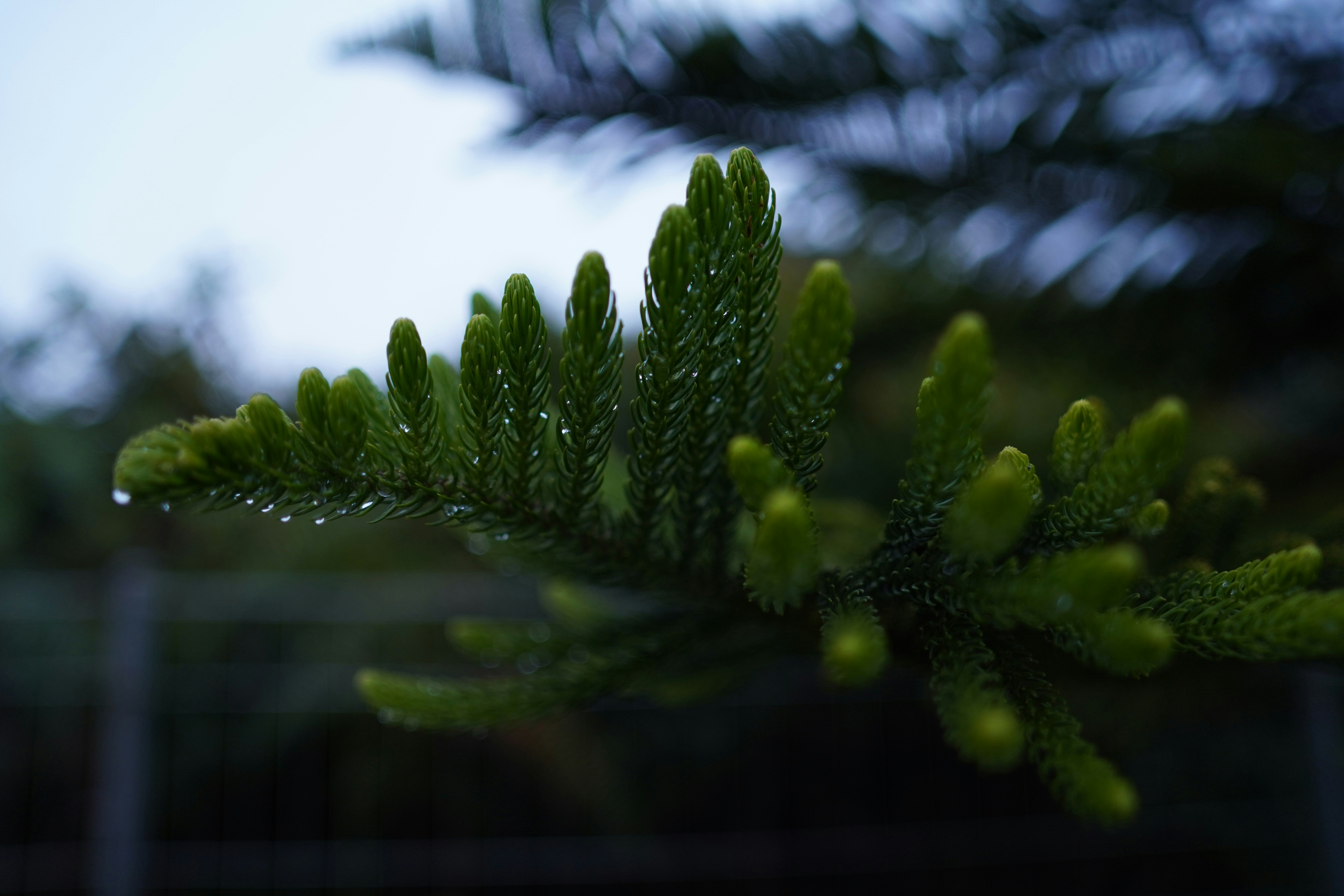 Photo by dian_tindaon