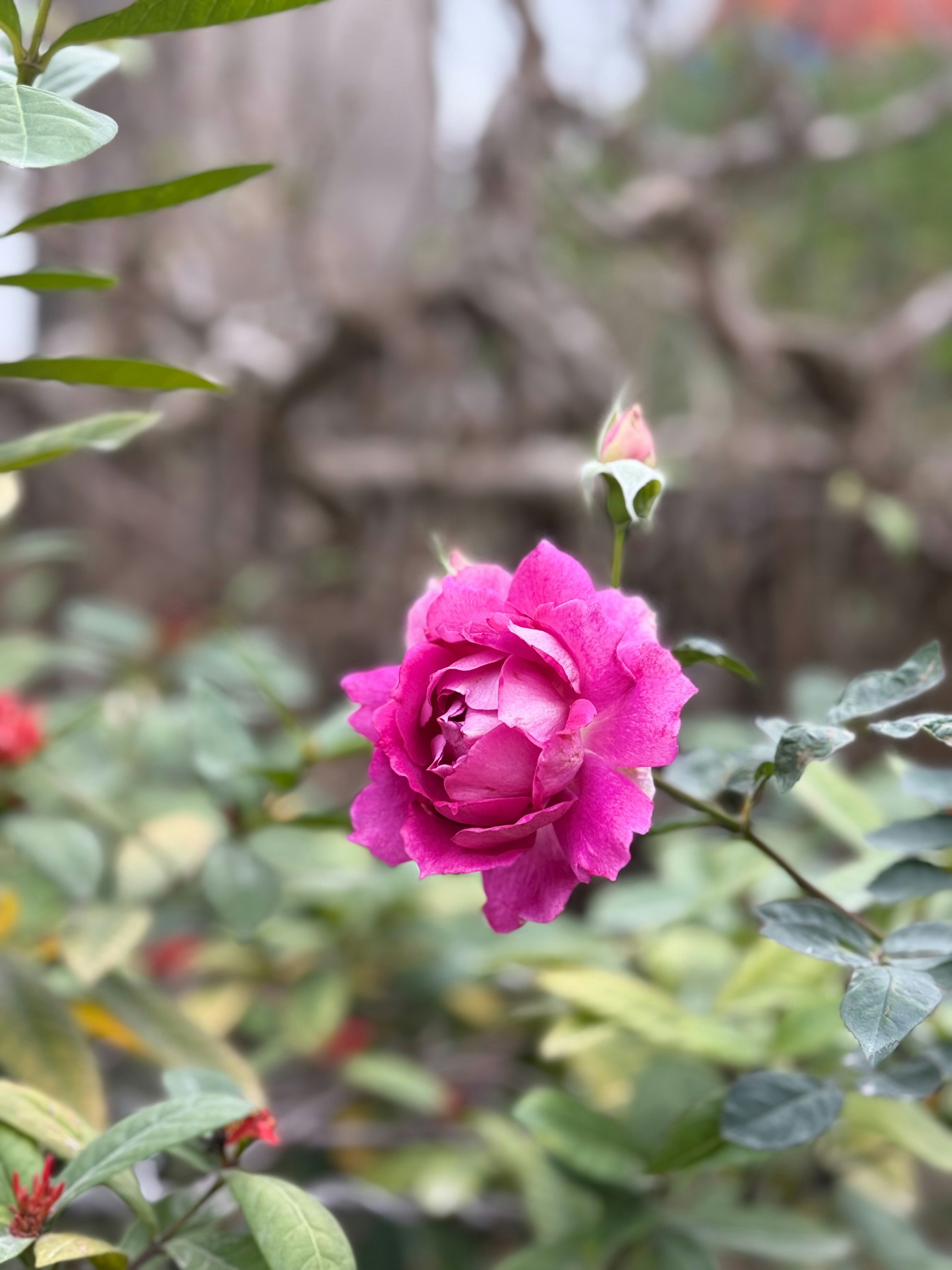 Photo by hongrosepixel