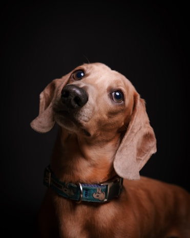 A brown dog with a collar looking up