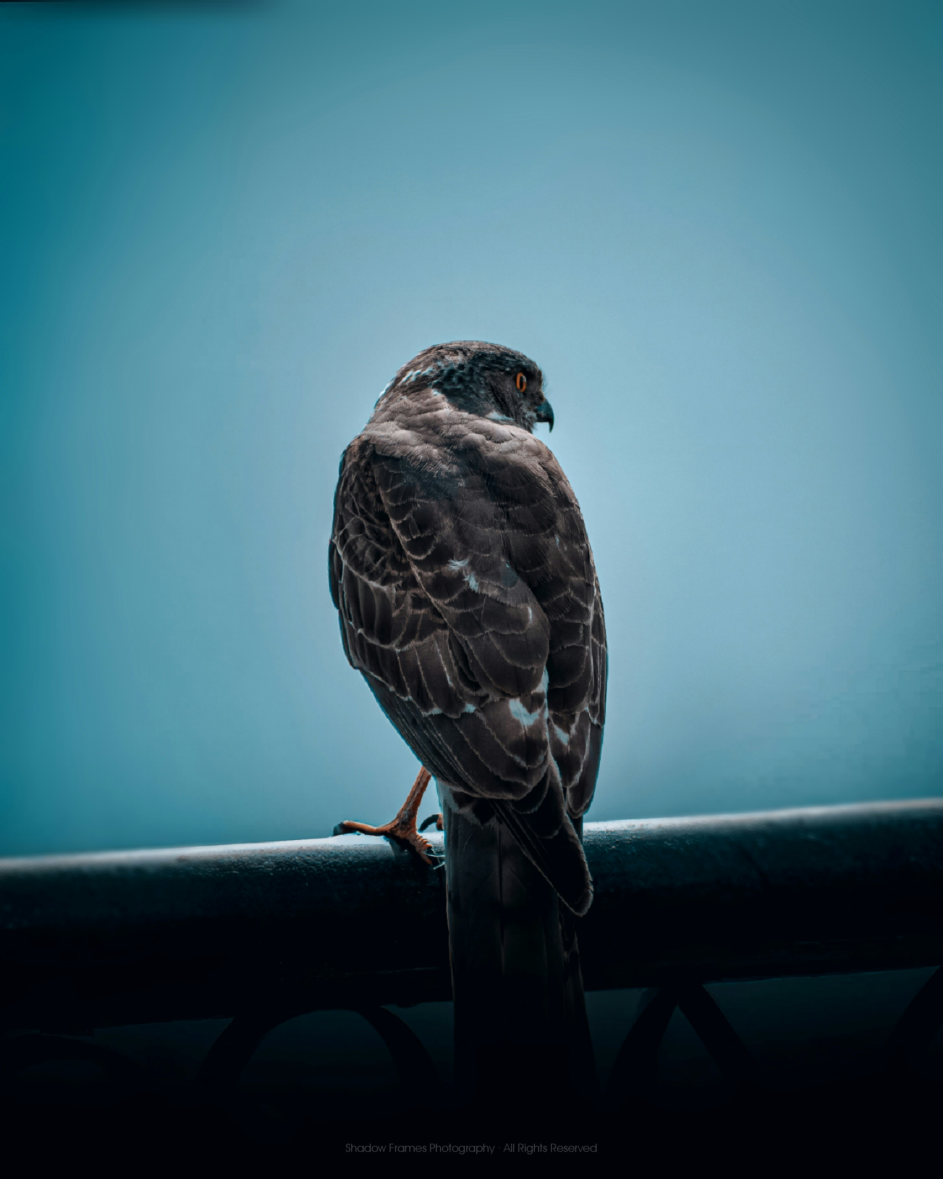 Photo by shadowframesin