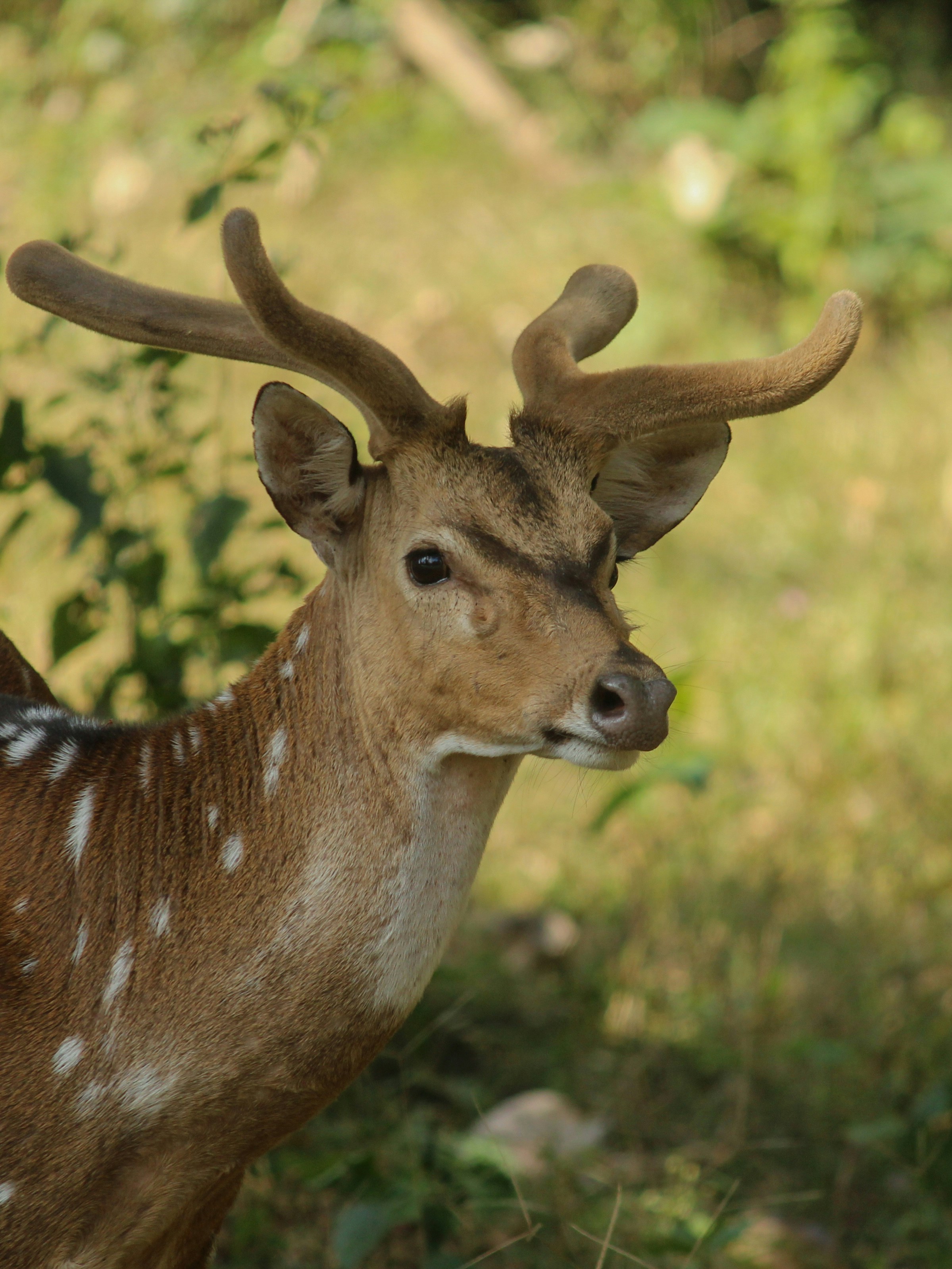 Photo by priyanshh32