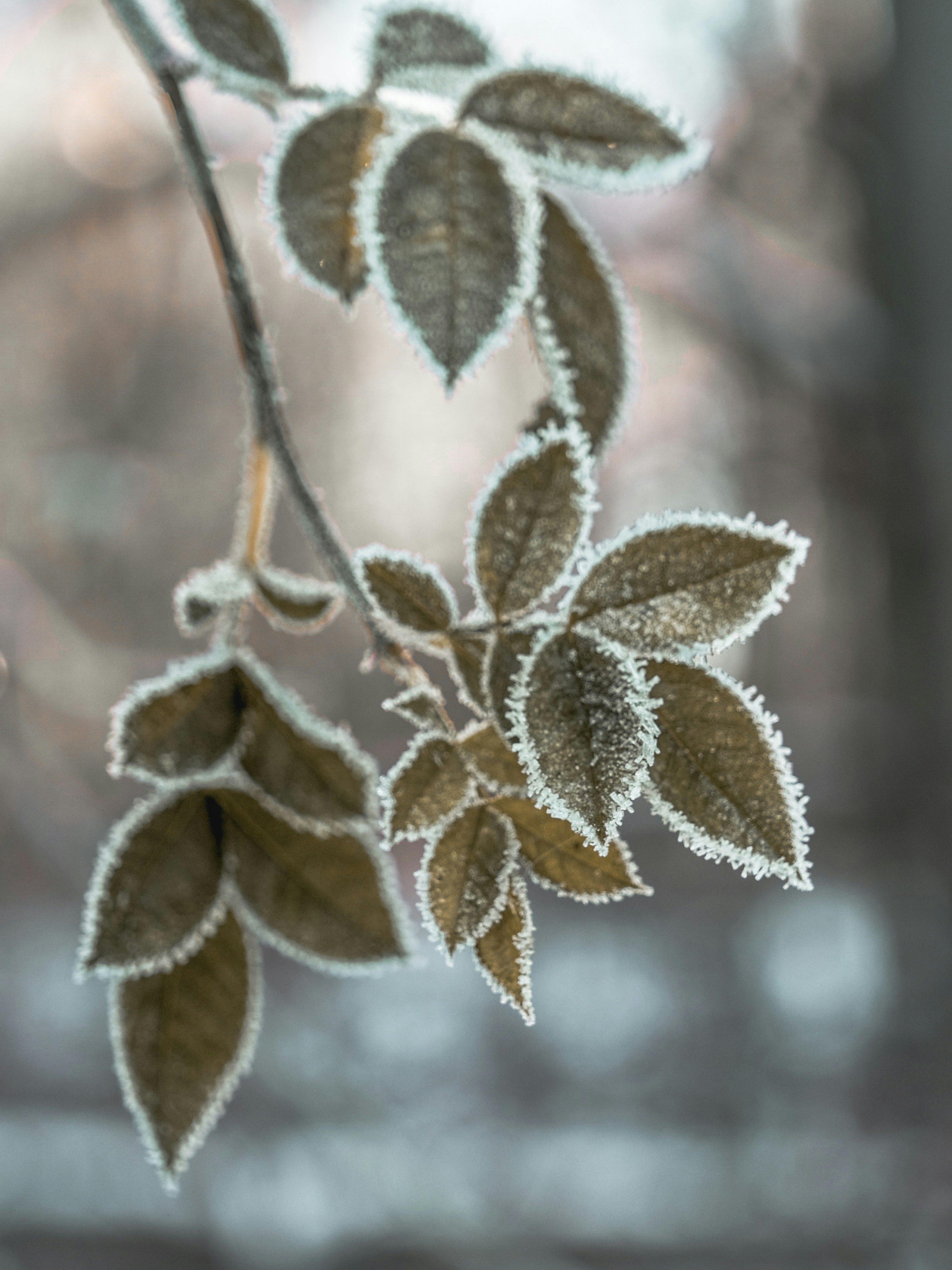 Winter Frost Pictures | Download Free Images on Unsplash