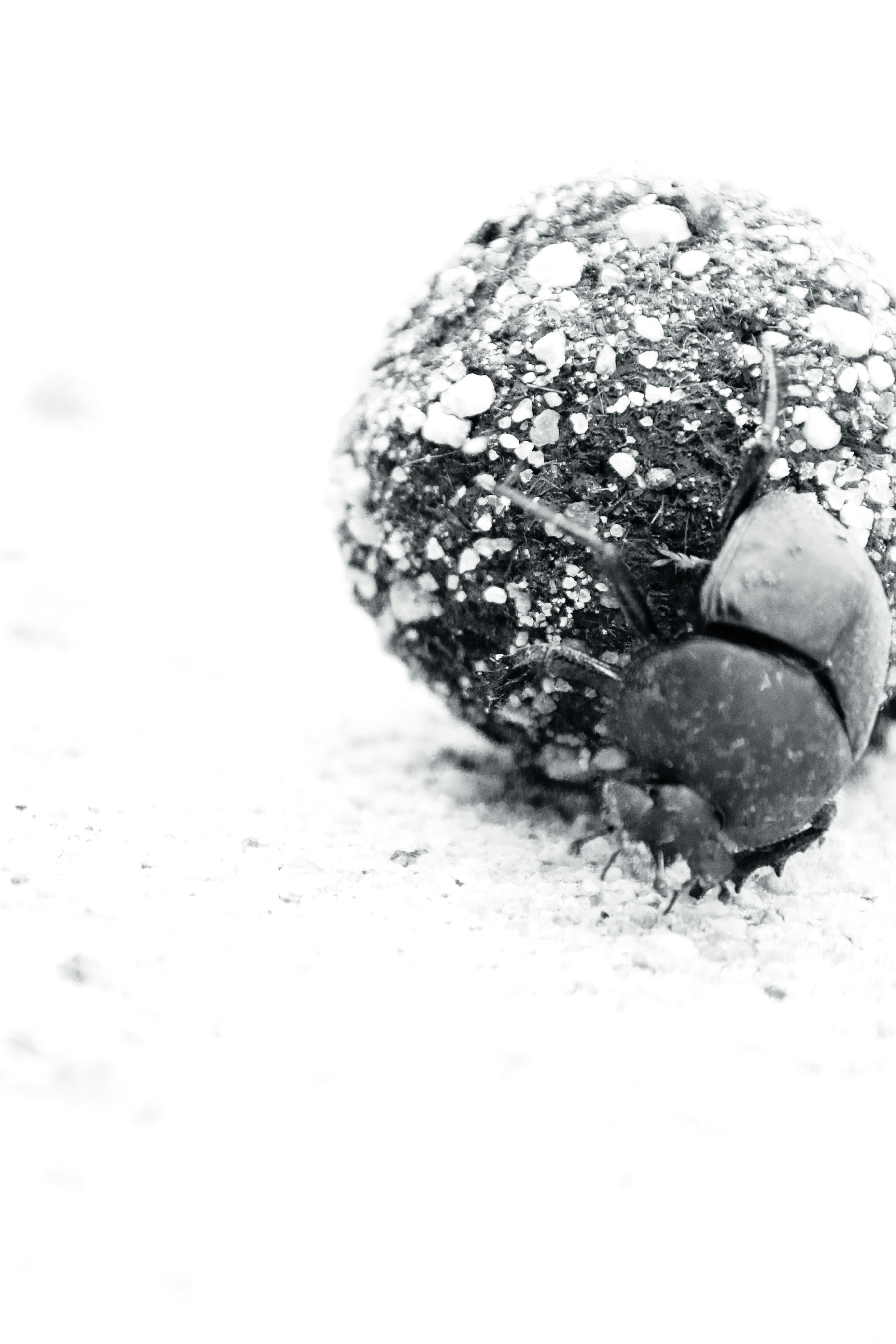 A black and white photo of a ball of snow