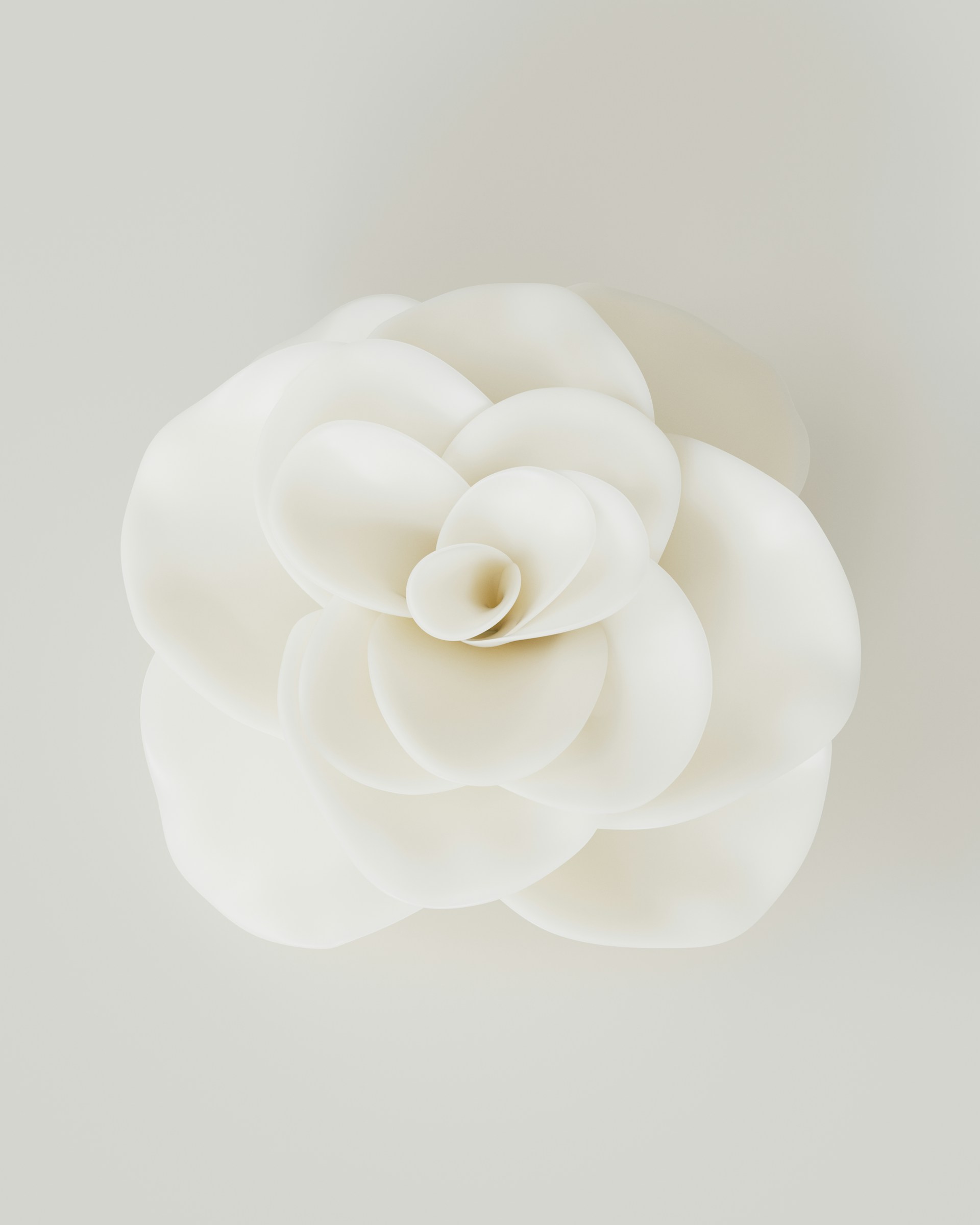 A white flower on a white background