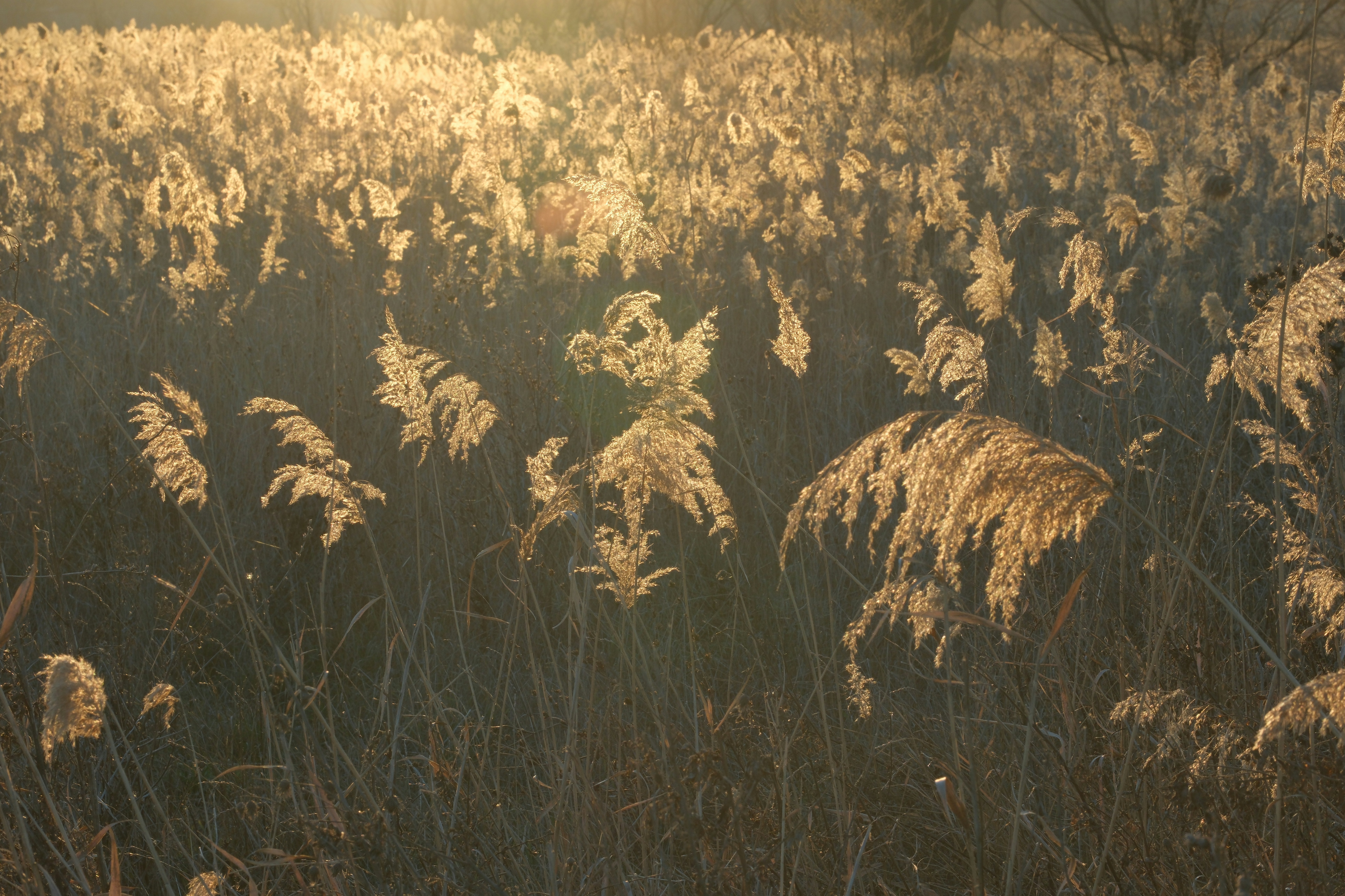 Photo by mihaufy