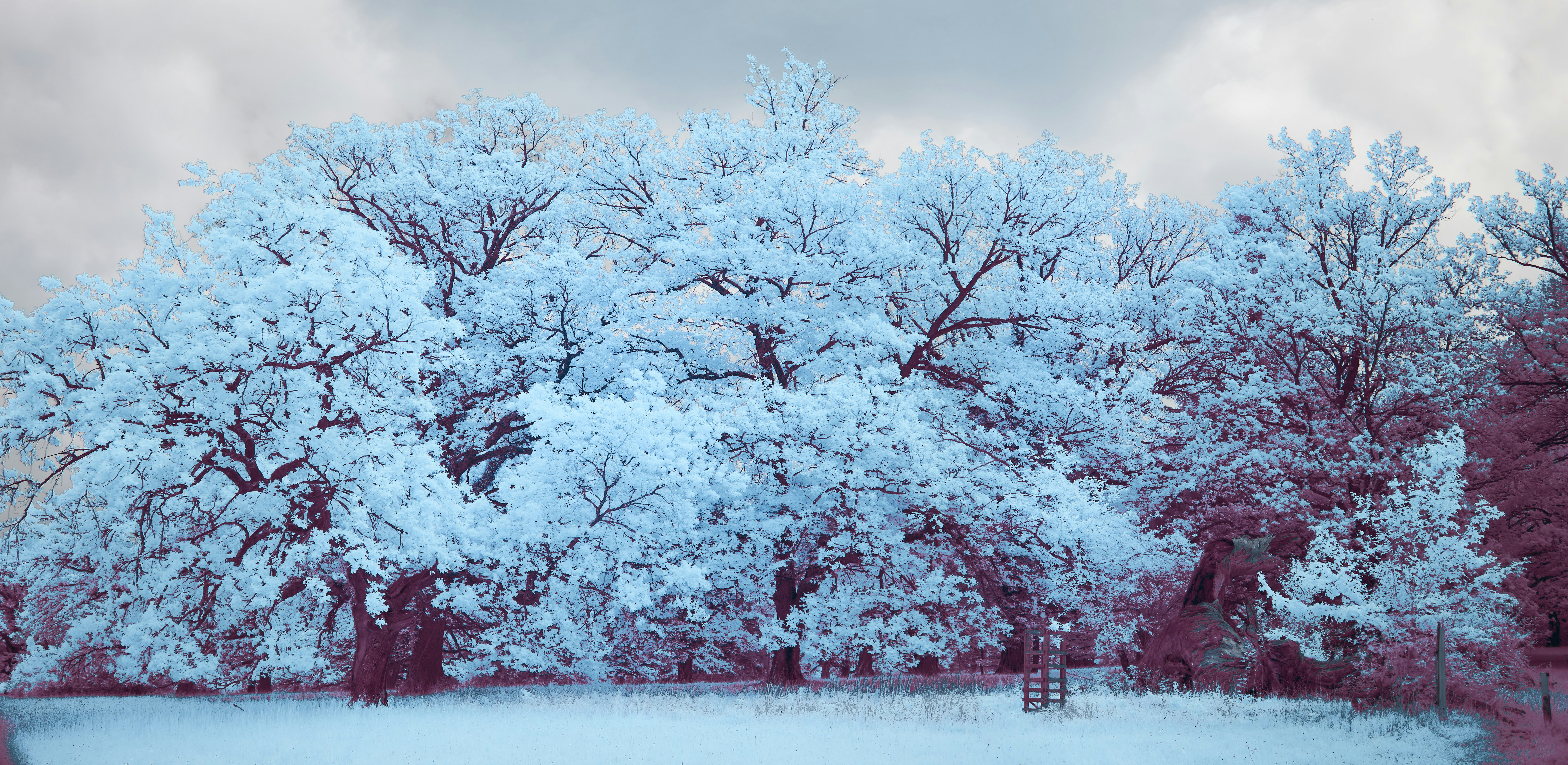 Photo by wolfgang_hasselmann