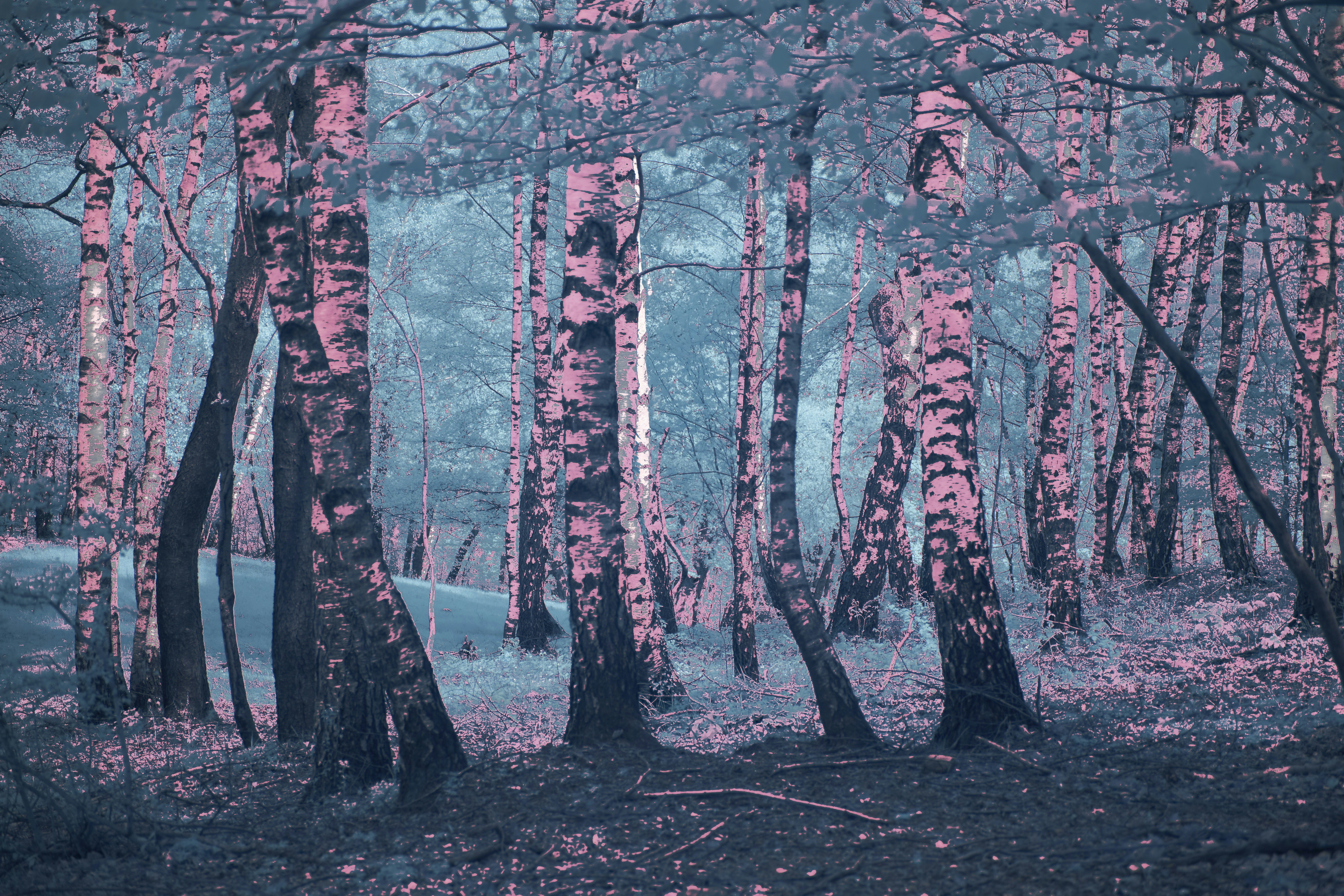 Photo by wolfgang_hasselmann