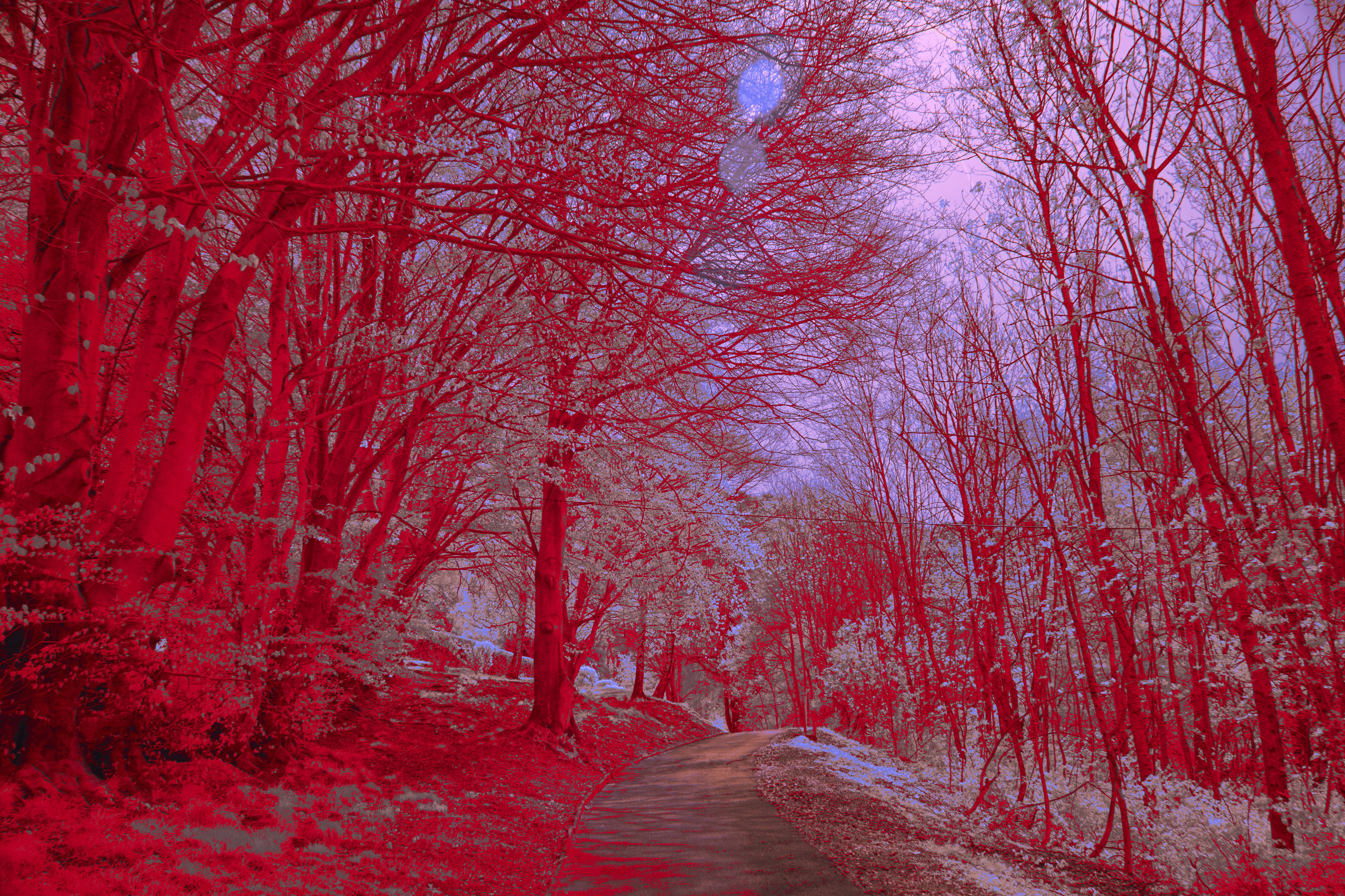 Photo by wolfgang_hasselmann