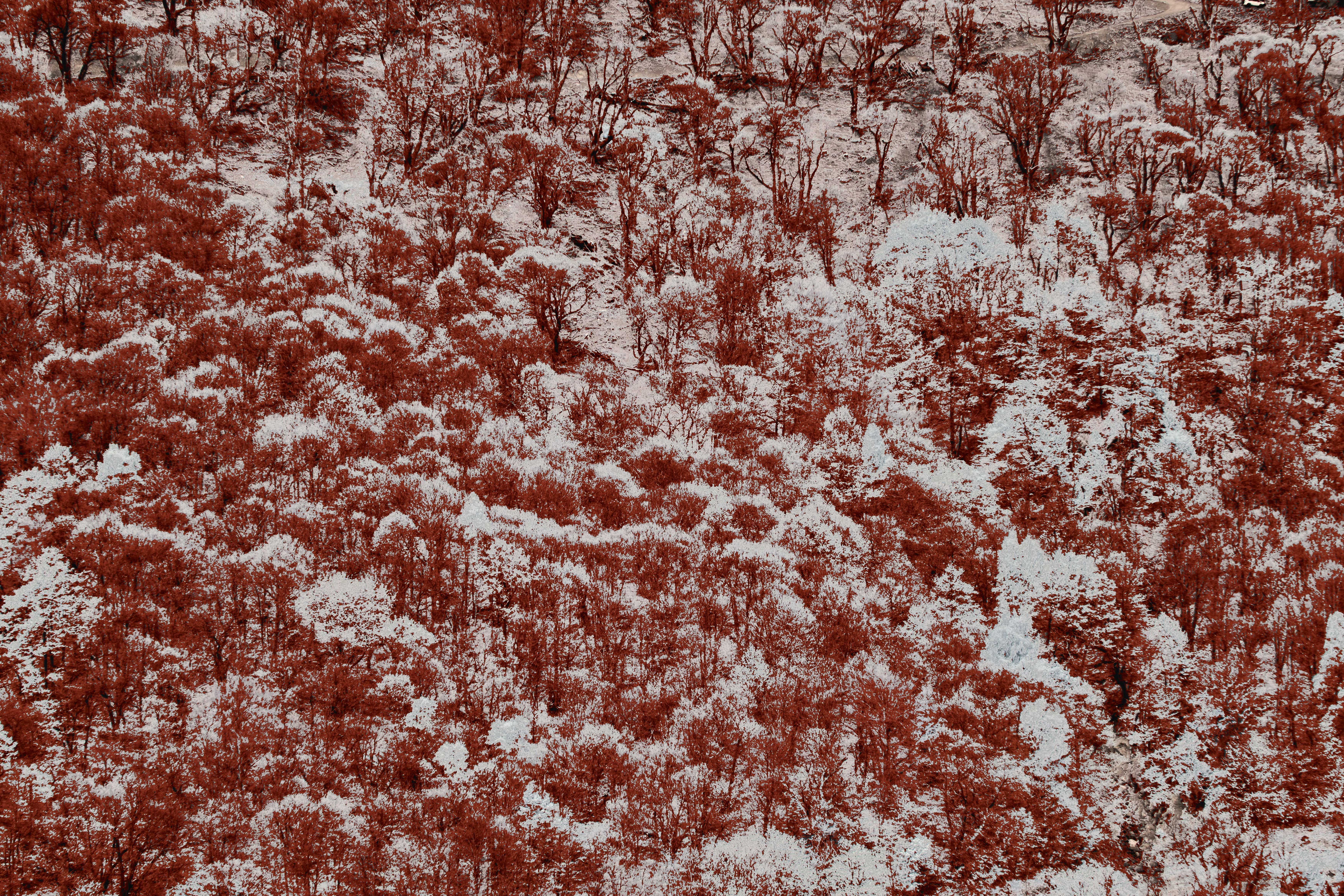 A red and white photo of trees covered in snow