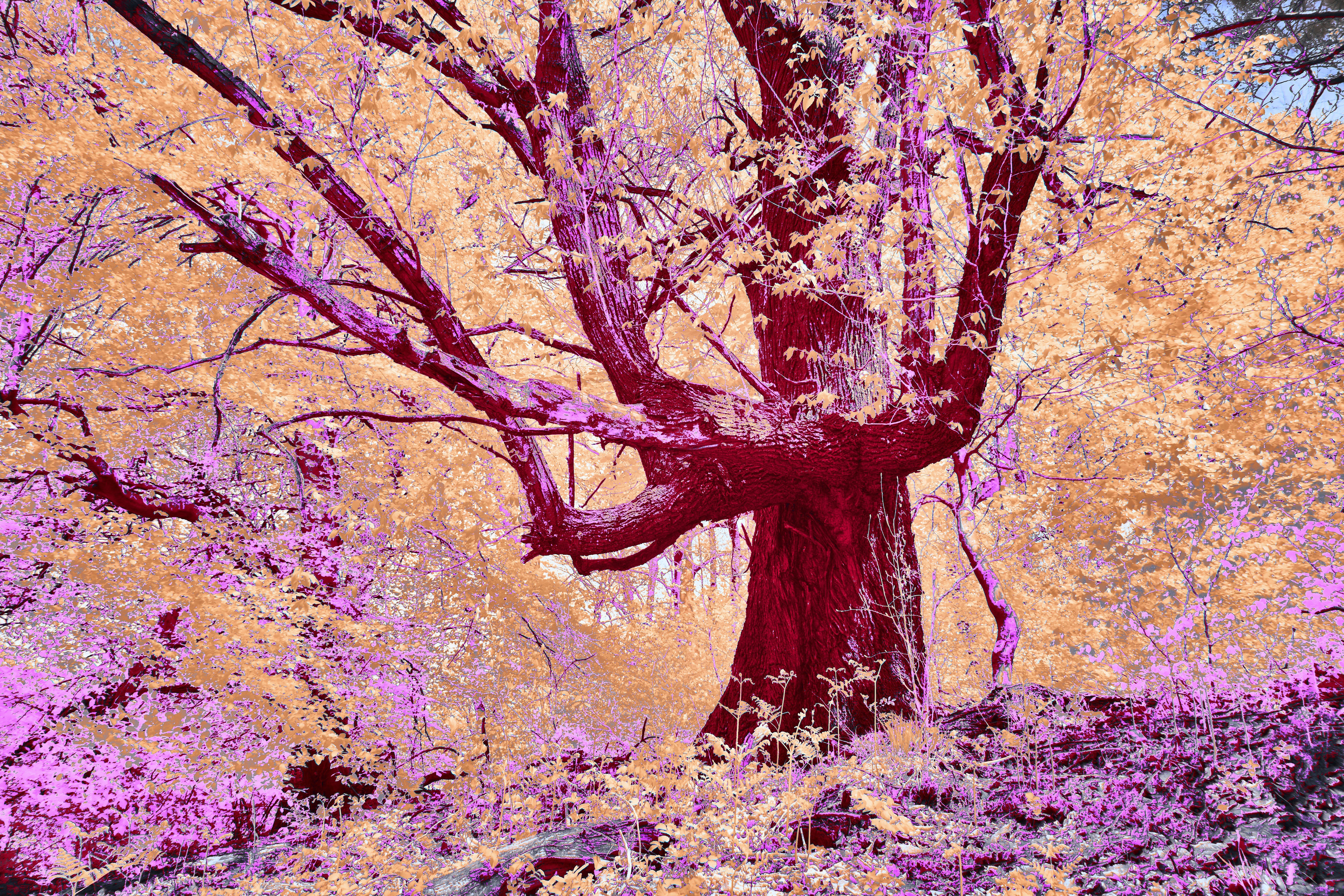 Photo by wolfgang_hasselmann