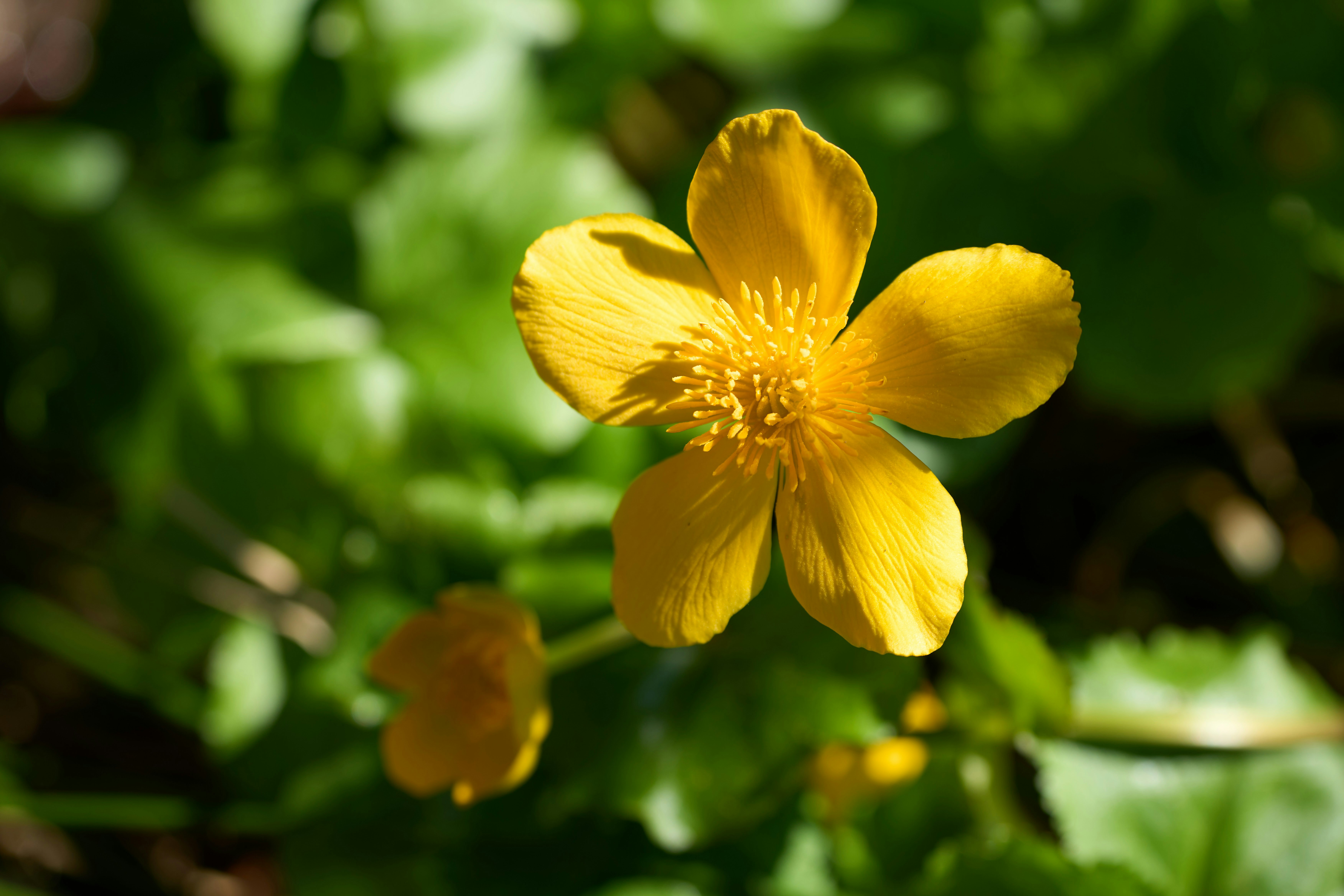 Photo by wolfgang_hasselmann