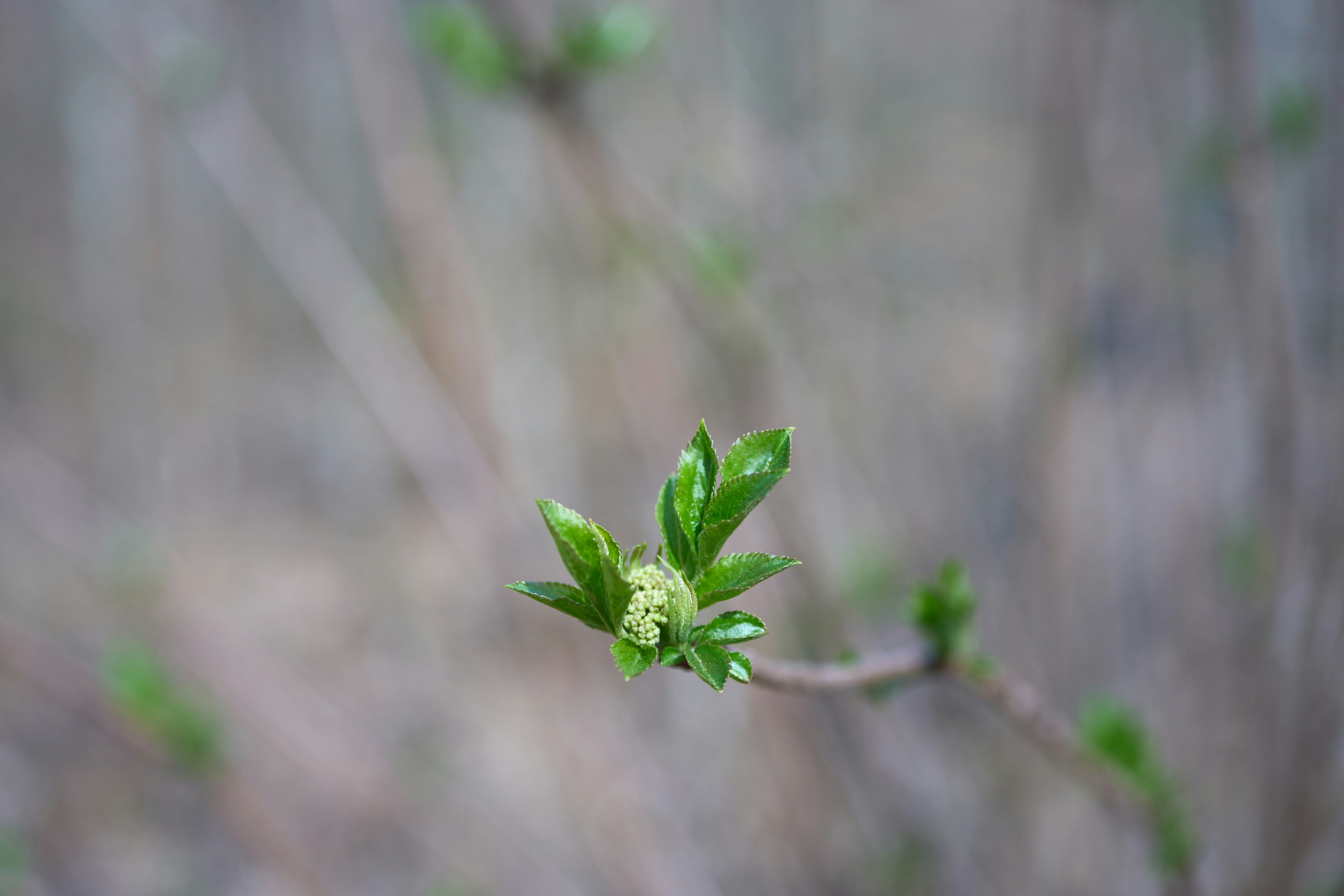 Photo by wolfgang_hasselmann