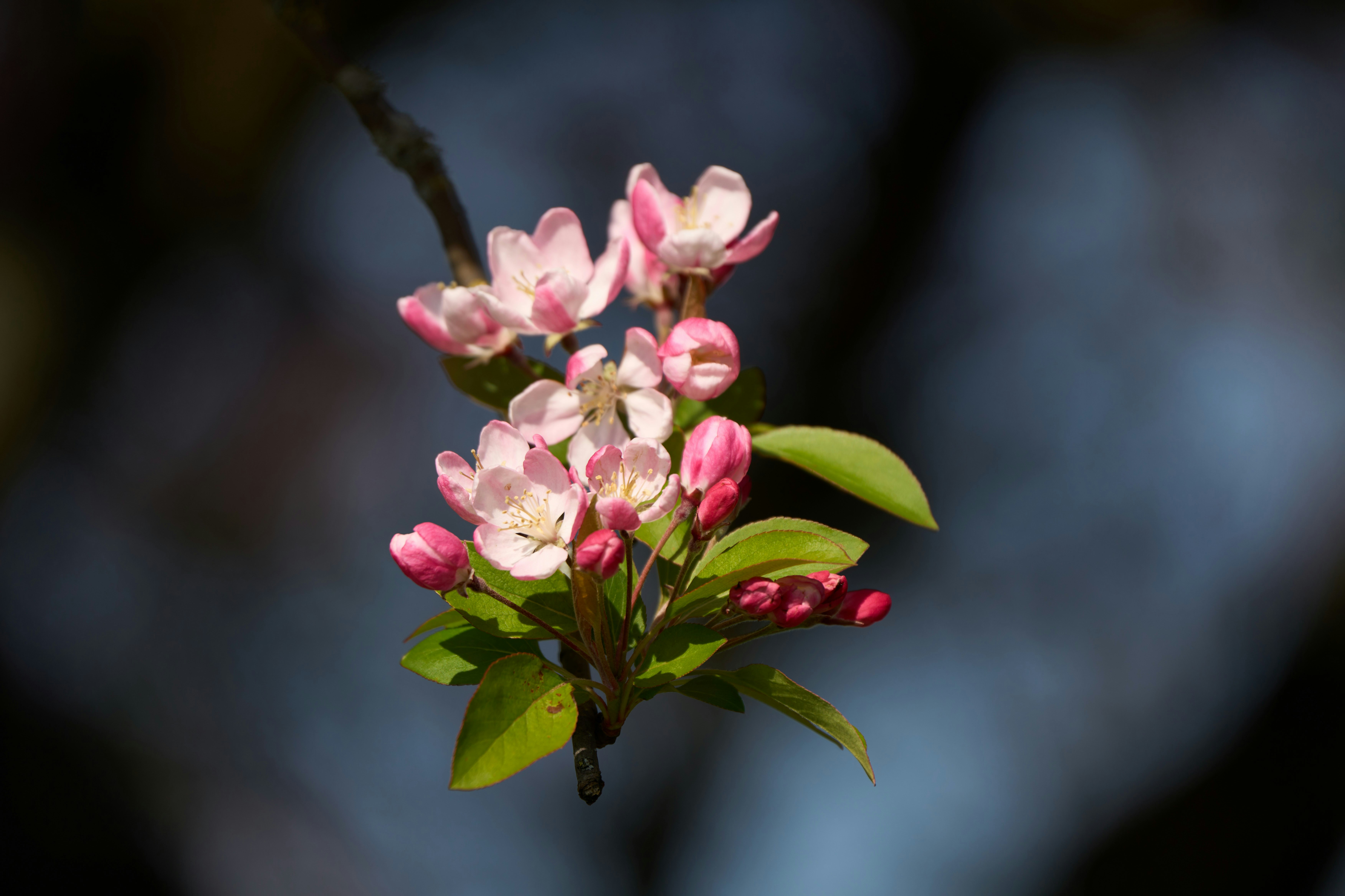 Photo by wolfgang_hasselmann