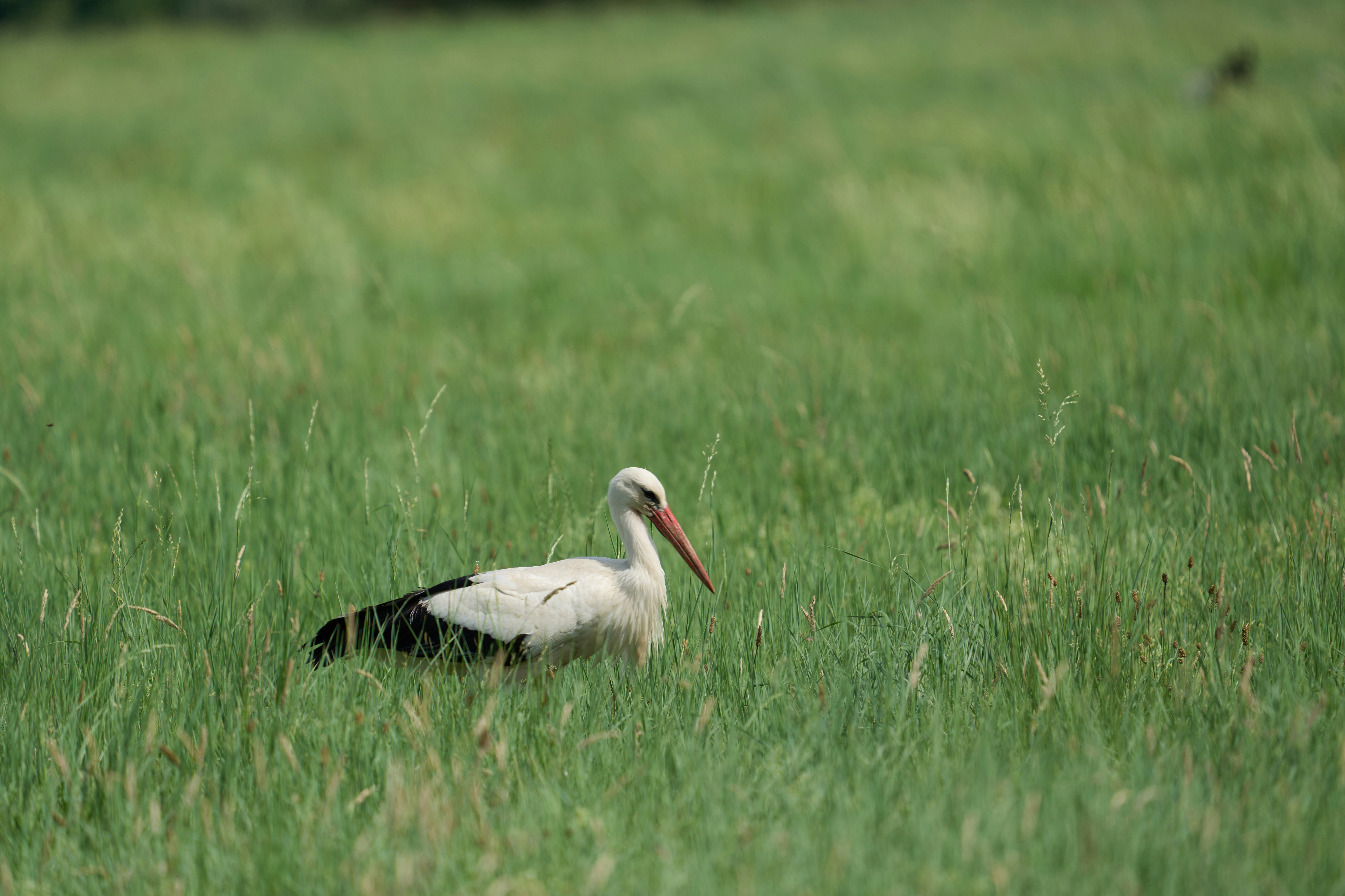 Photo by wolfgang_hasselmann