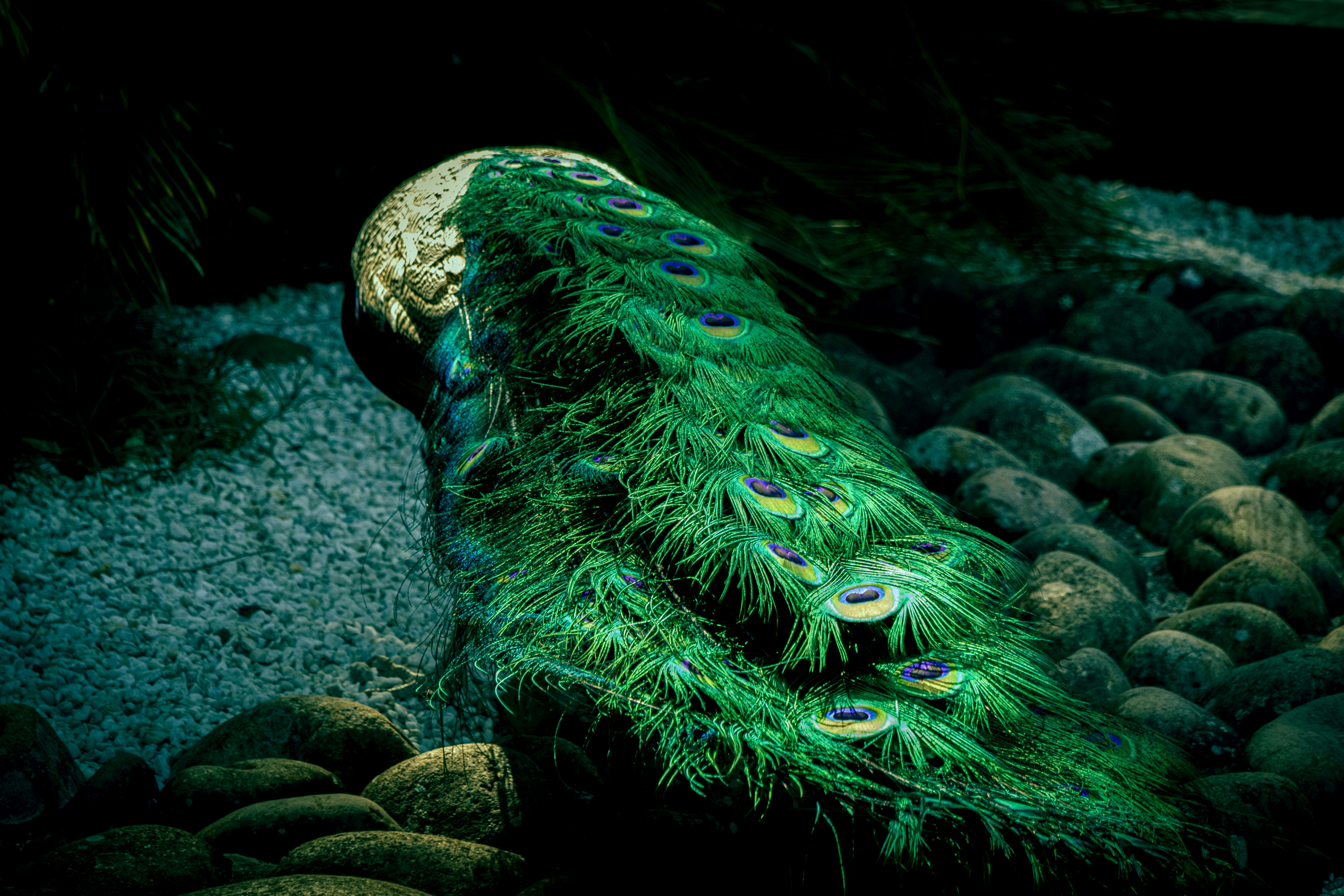 A peacock is laying down on some rocks