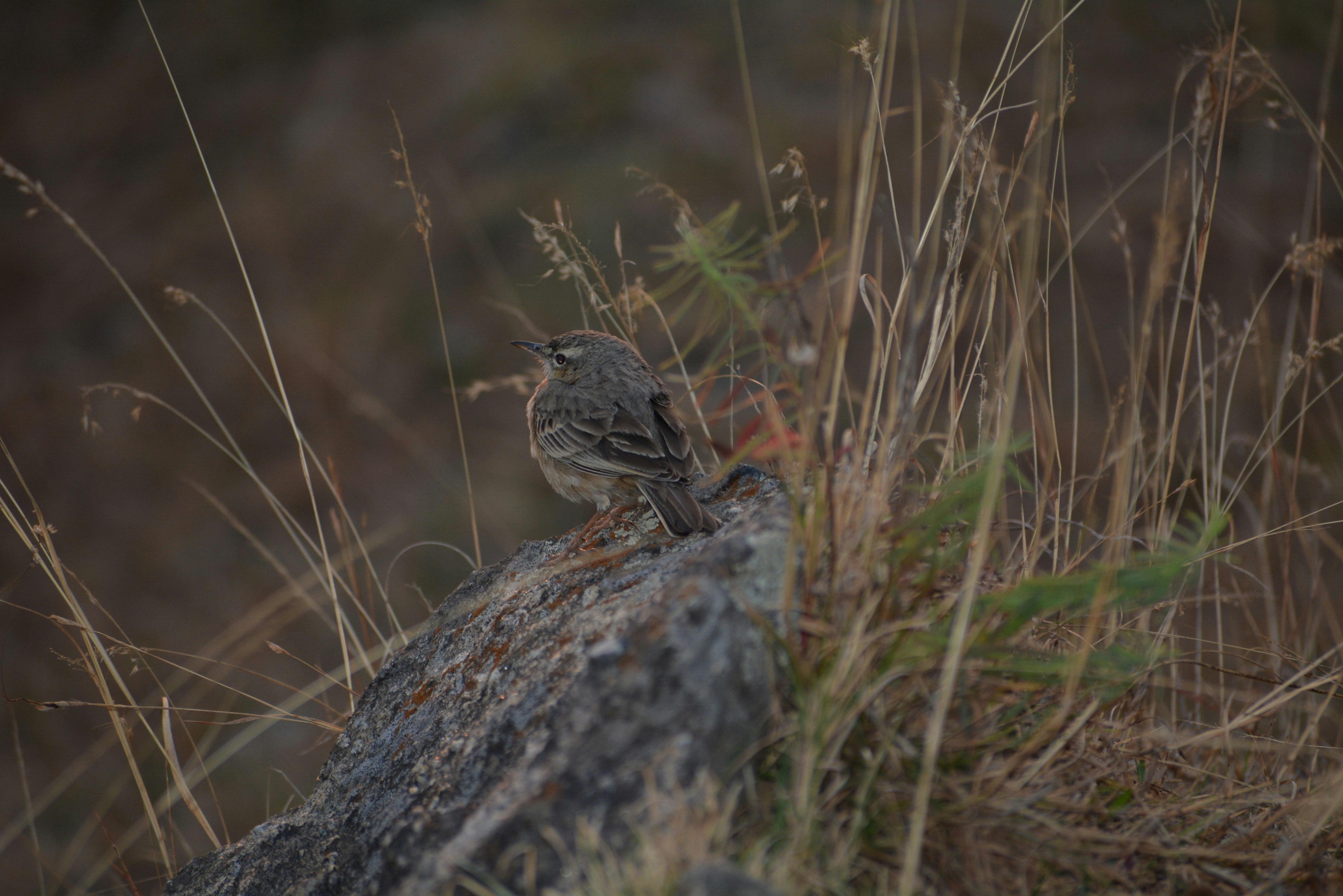 face anatomy wallpaper, wallpaper, Filtrum: Apa Itu, Penyebab, dan Kondisi Terkait 2