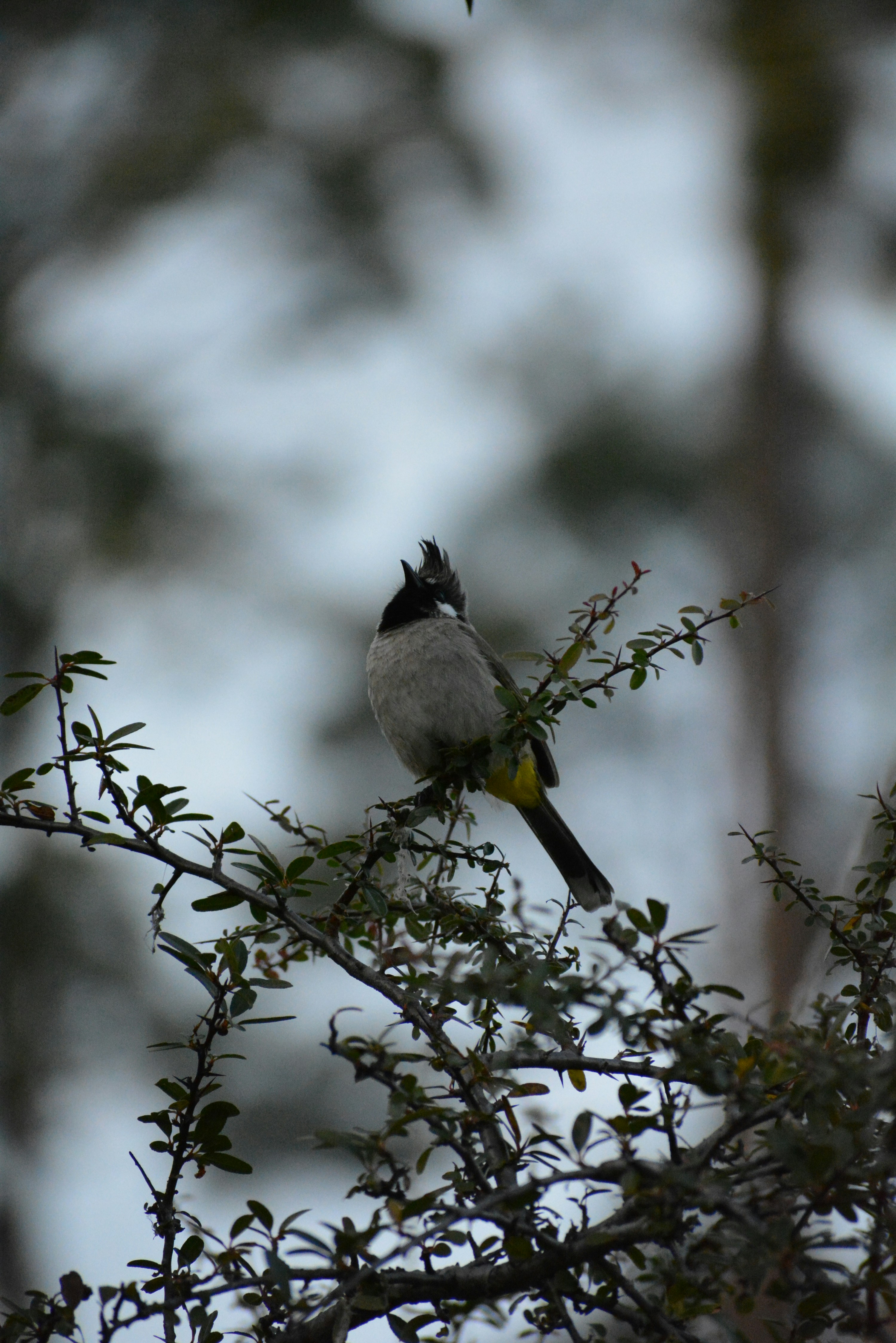 face anatomy wallpaper, wallpaper, Filtrum: Apa Itu, Penyebab, dan Kondisi Terkait 1