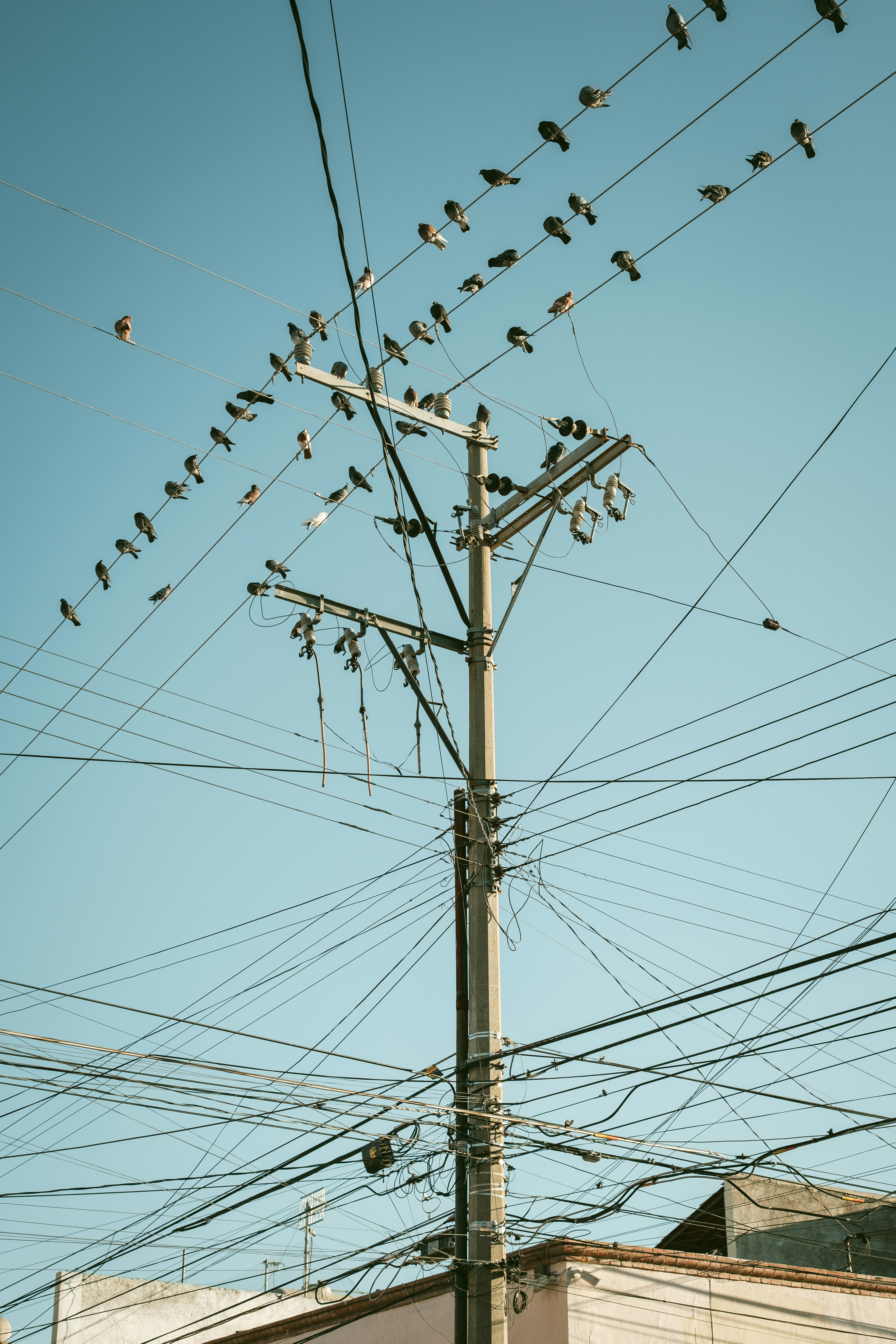A flock of birds sitting on top of a power pole
