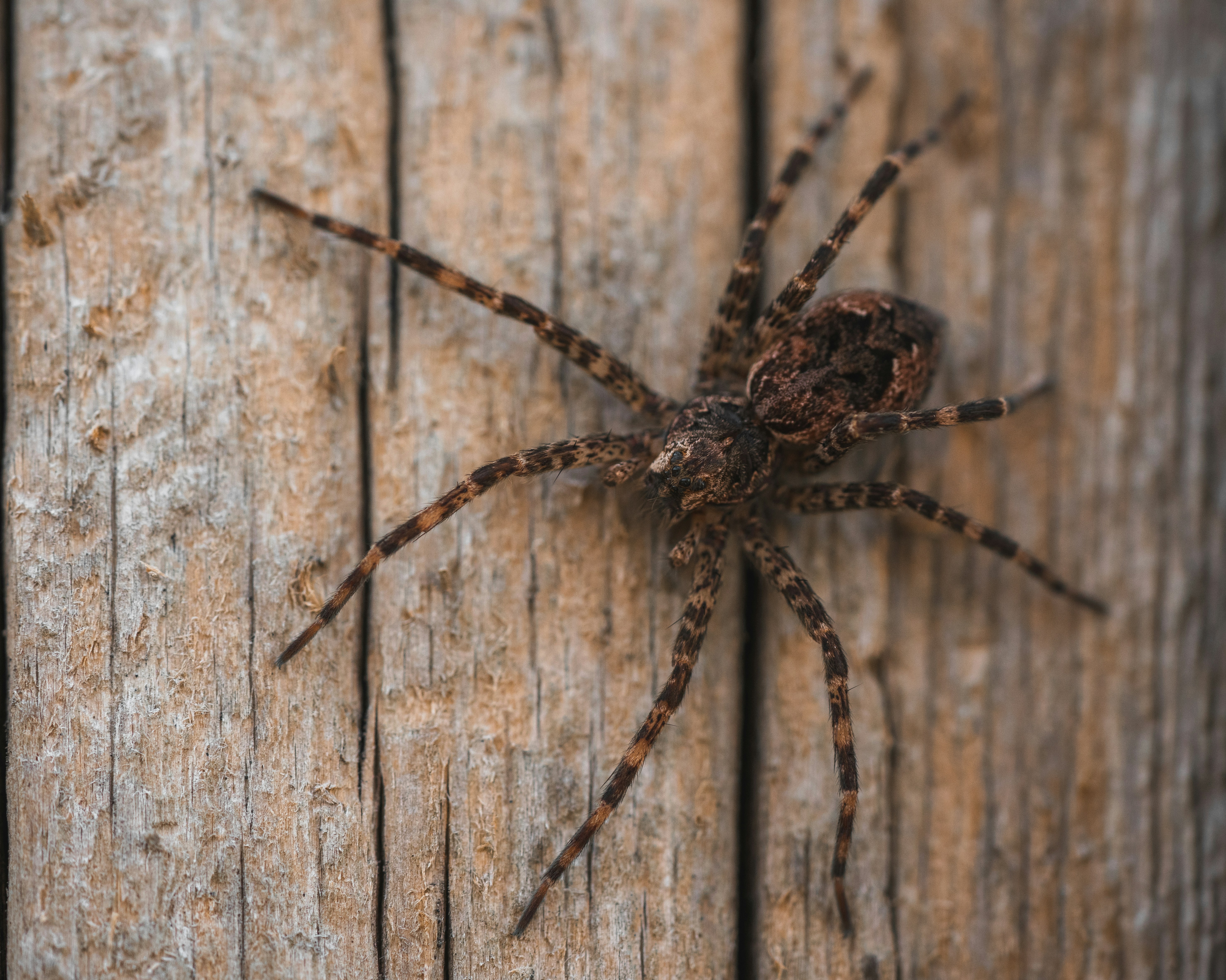 A large brown spider sitting on top of a wooden fence