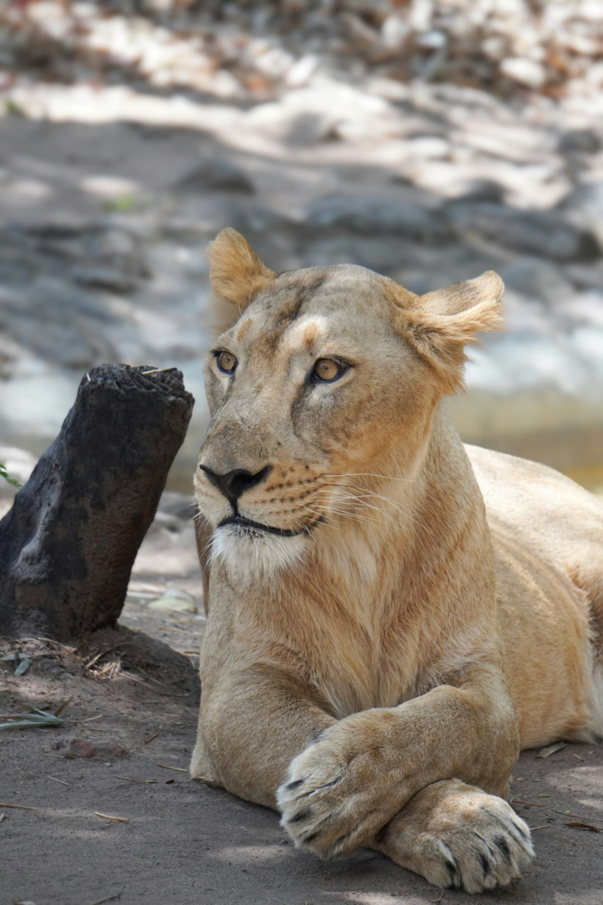 A lion laying on the ground next to a tree