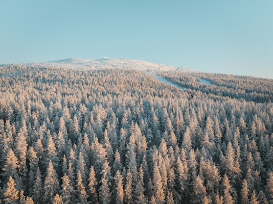 Snow-loaded forest below a fell — Levi, Finland
