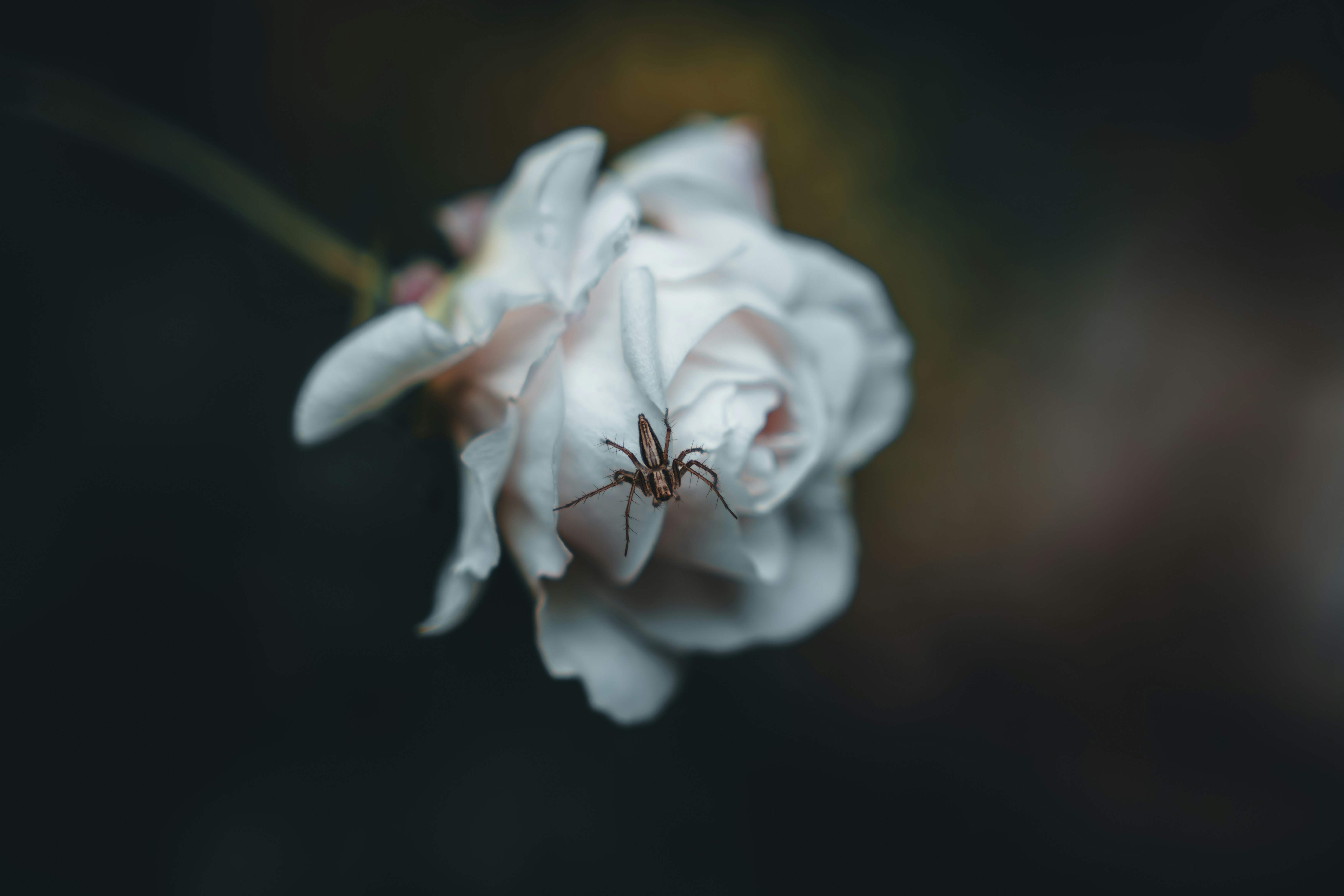 Photo by berserkdhanraj