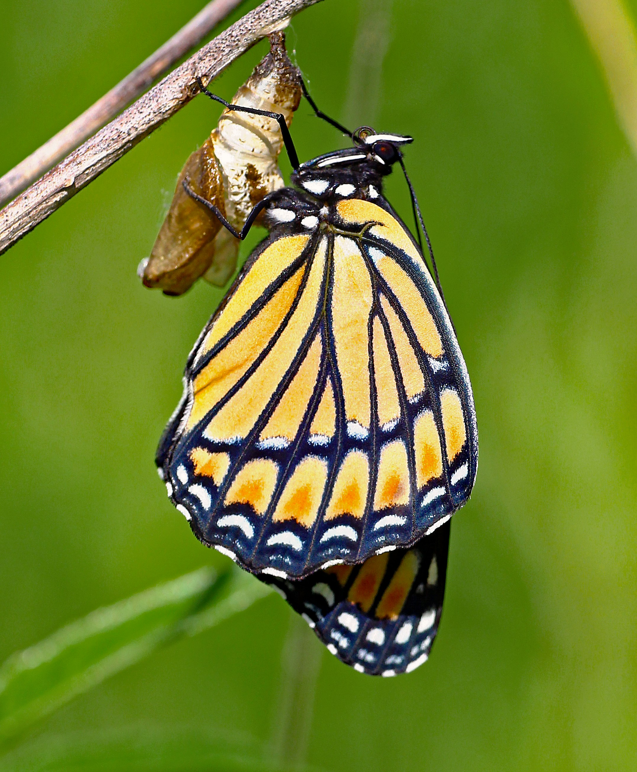 A couple of butterflies sitting on top of a leaf